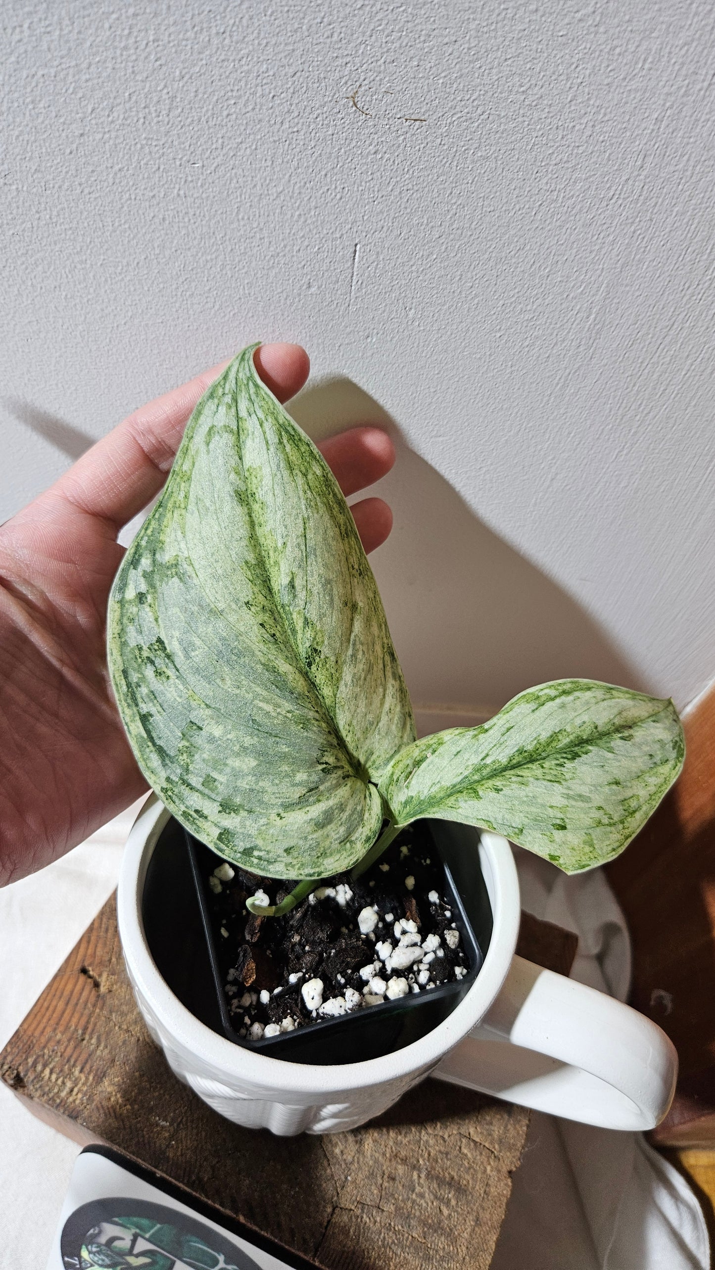 Scindapsus Peasun (SCI-1060)