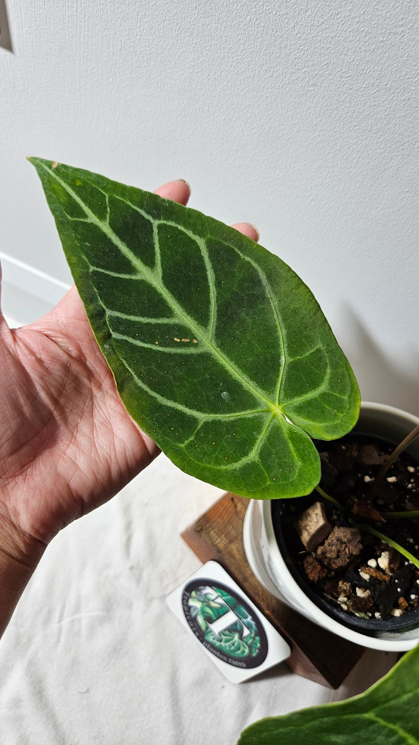 Anthurium Magnificum Velvet "MEDIUM/LARGE format" (ANT-191)