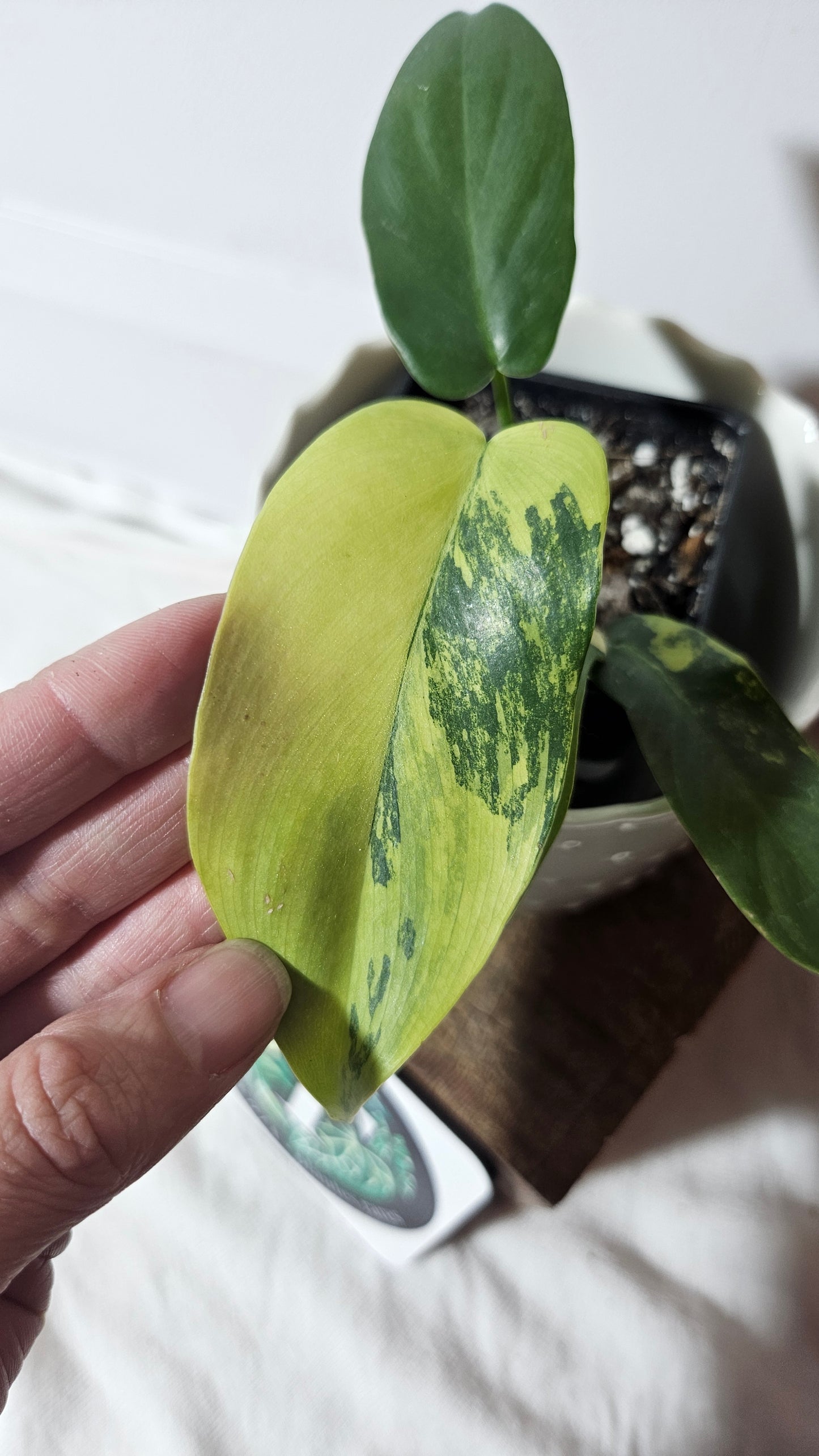 Philodendron Violin Variegata (PHI-634)