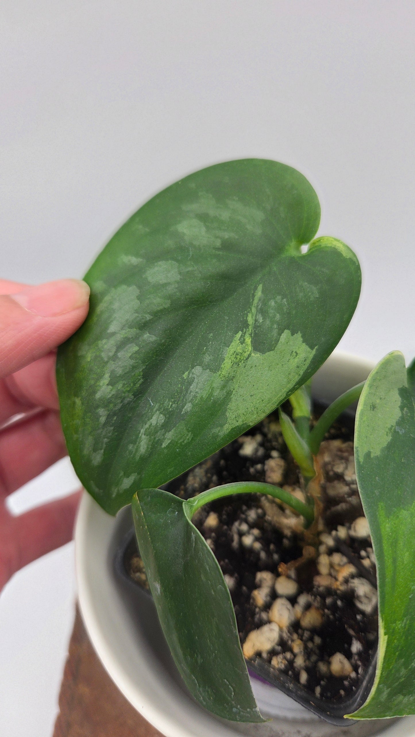 Scindapsus Silver Splash "Green on Green" (SCI-1433)