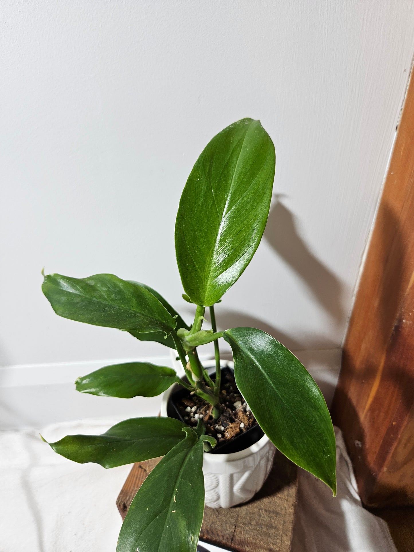 Philodendron Tripartitum (PHI-477)