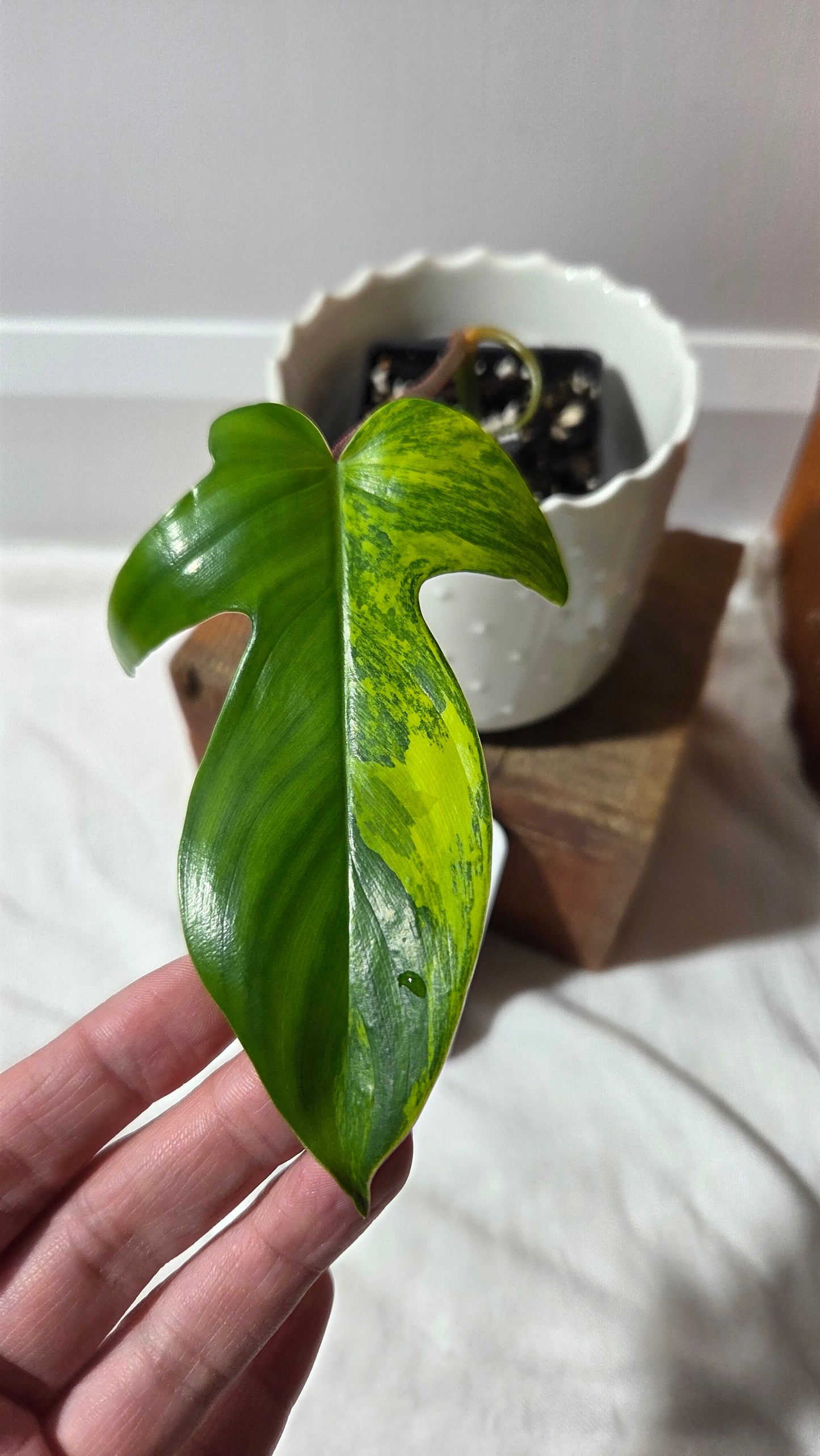Philodendron Florida Beauty (PHI-964)