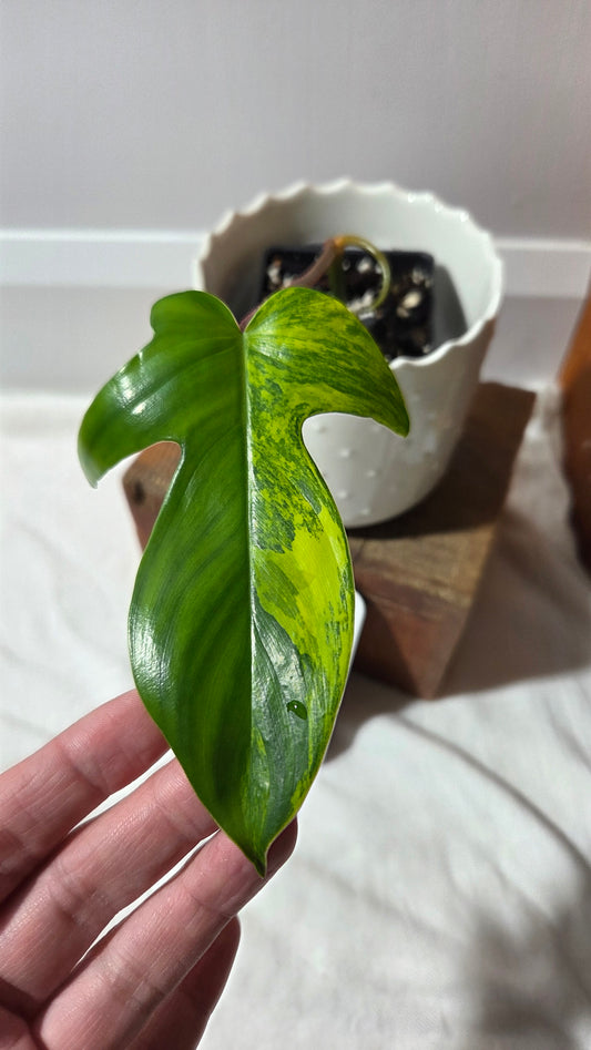 Philodendron Florida Beauty (PHI-964)