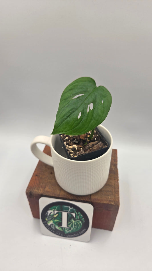 Monstera Acuminata (MON-573)