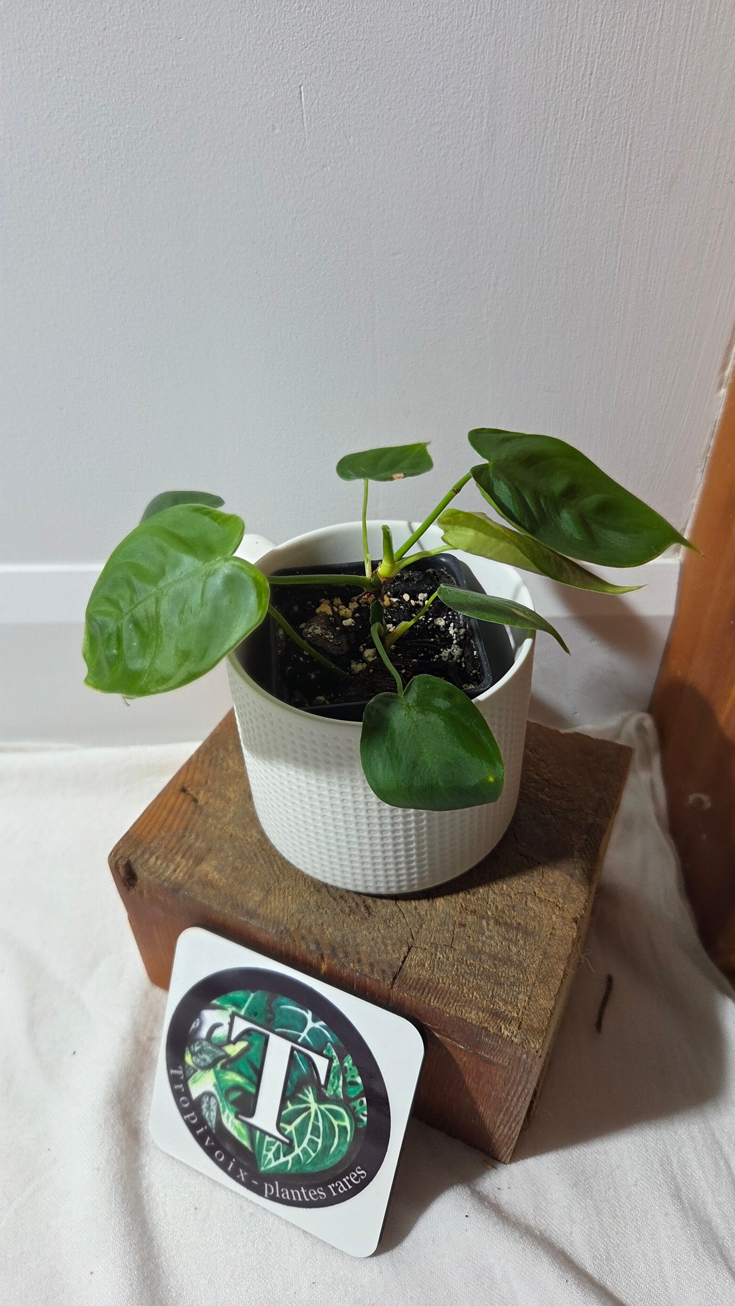 Philodendron Sharoniae (PHI-983)