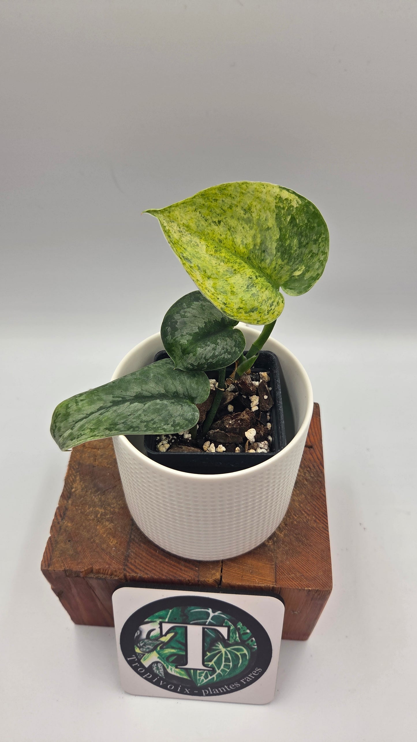 Scindapsus Halimoon (SCI-1105)