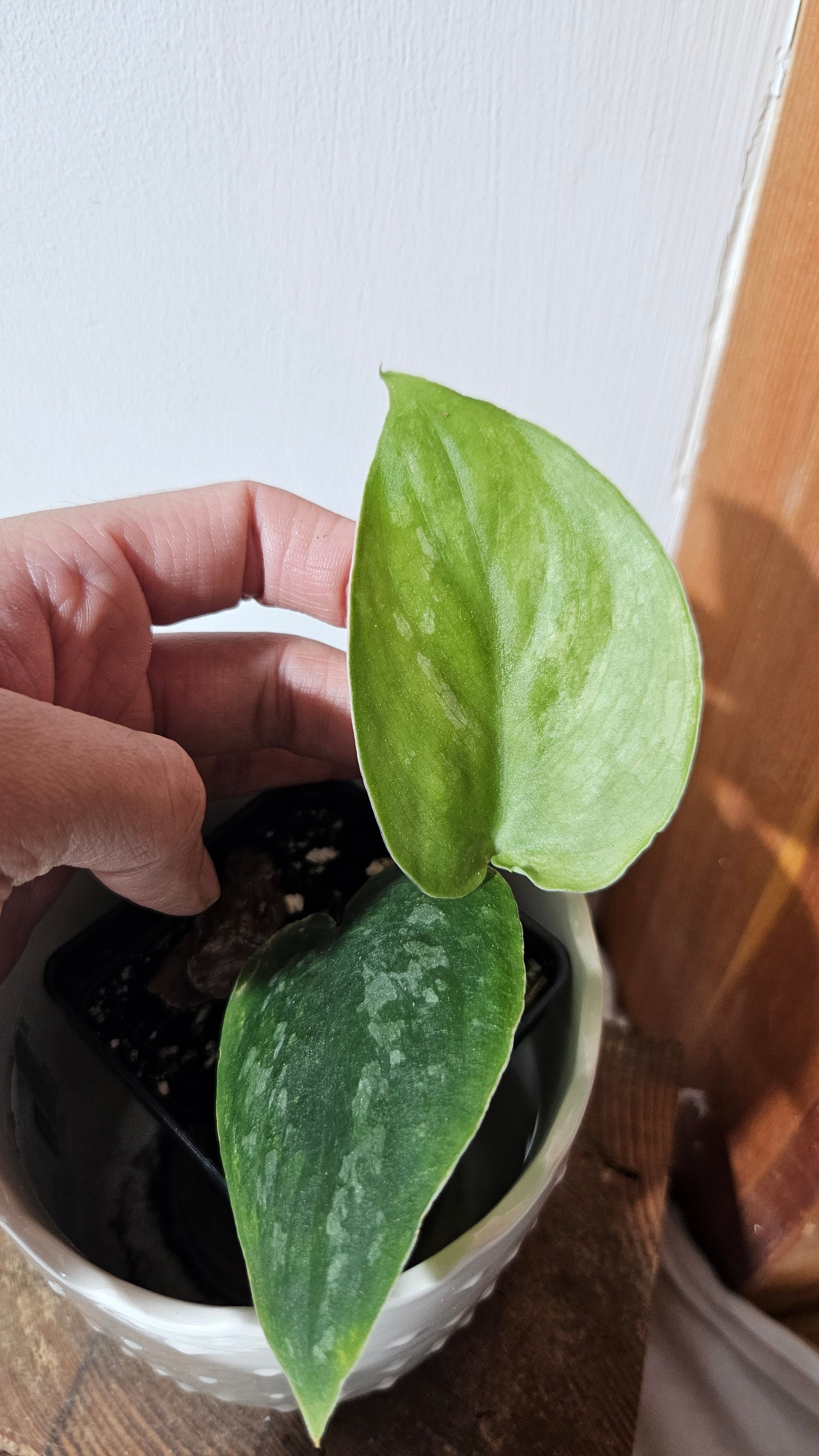 Scindapsus Silver Splash "Green on Green" (SCI-1031)