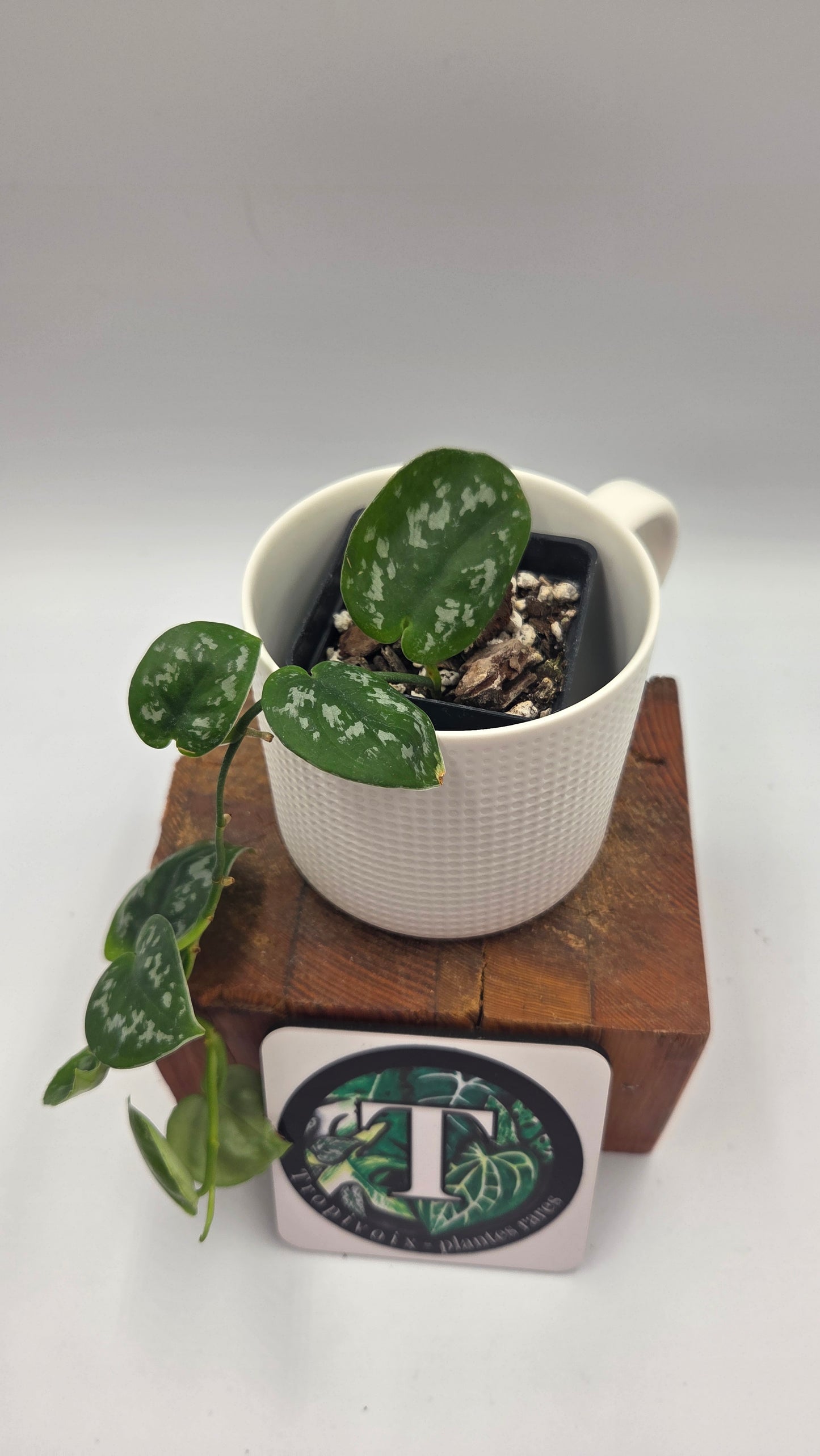 Scindapsus Black Exotica (SCI-1332)