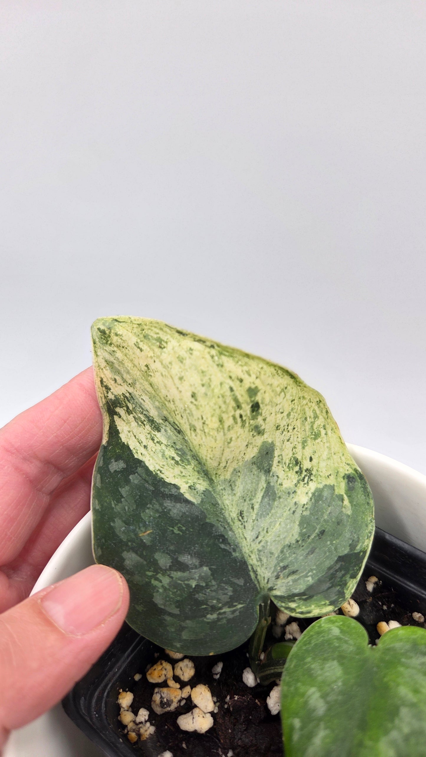 Scindapsus Silver Cloud mutation (SCI-1090)