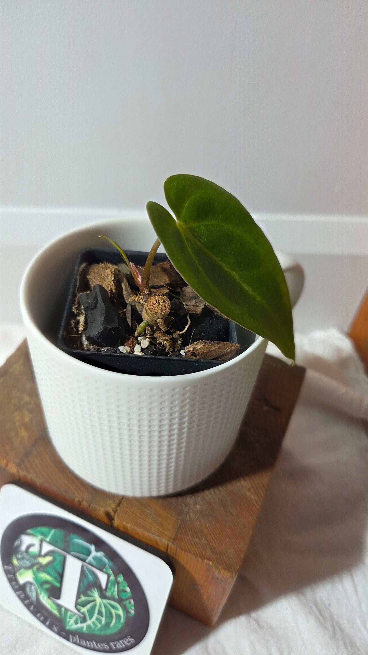 Anthurium  Papillilaminum Hybrid "format PETIT" (ANT-663)