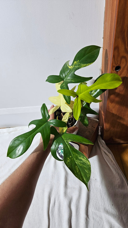 Philodendron Florida Beauty (PHI-816)