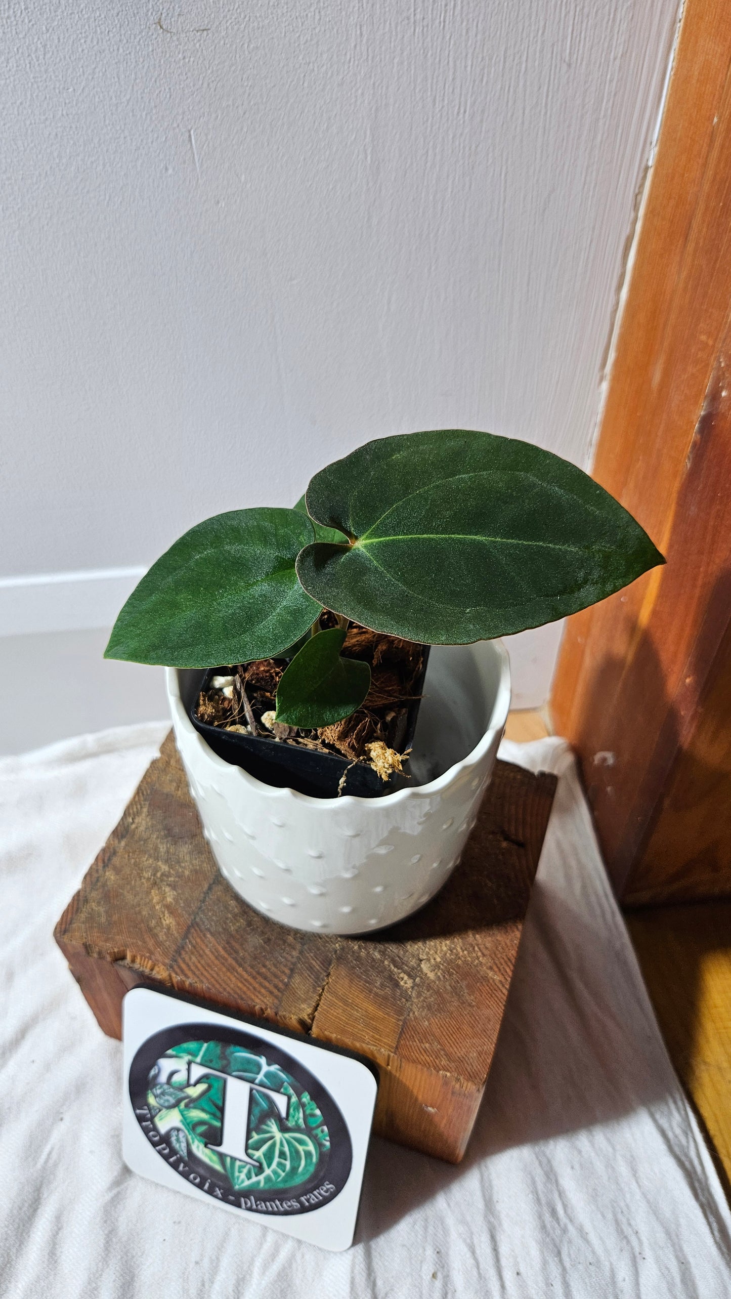 Anthurium  Papillilaminum X Black Velvet Panama "format PETIT" (ANT-613)