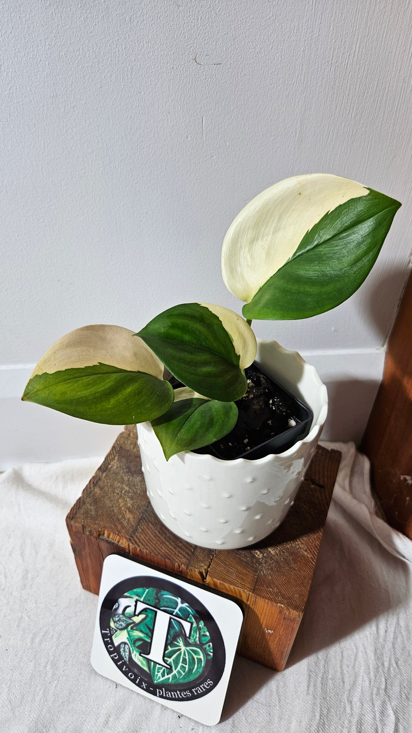 Scindapsus Moonlight Albo (SCI-976)