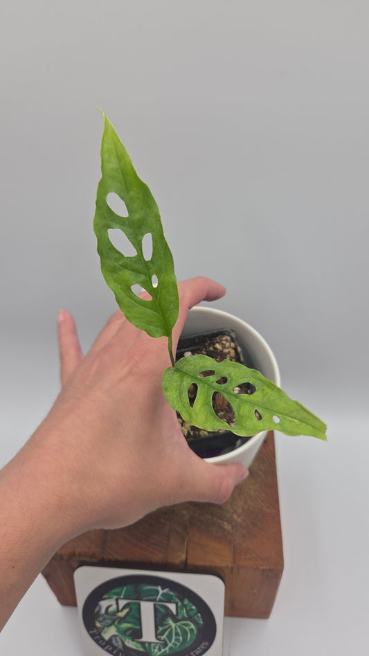 Monstera Obliqua Peru (MON-347)