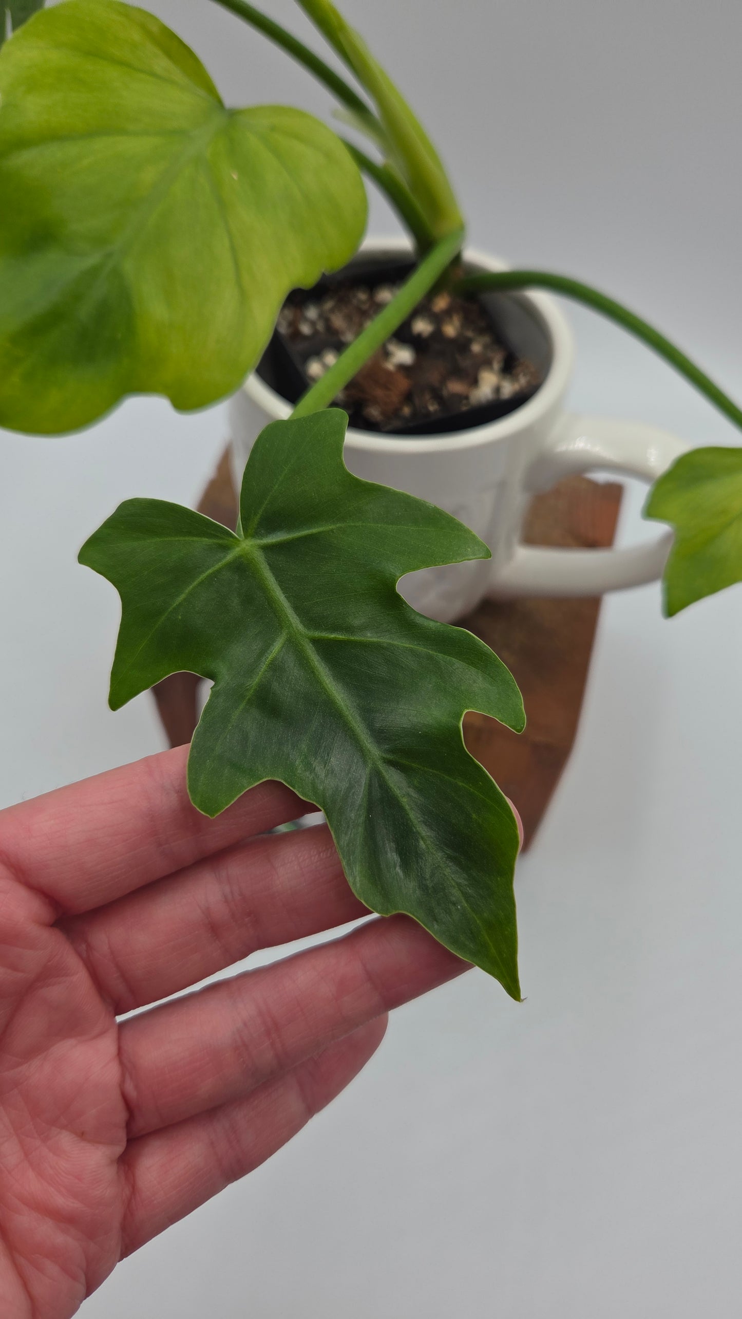 Philodendron Radiatum Variegata (PHI-1019)