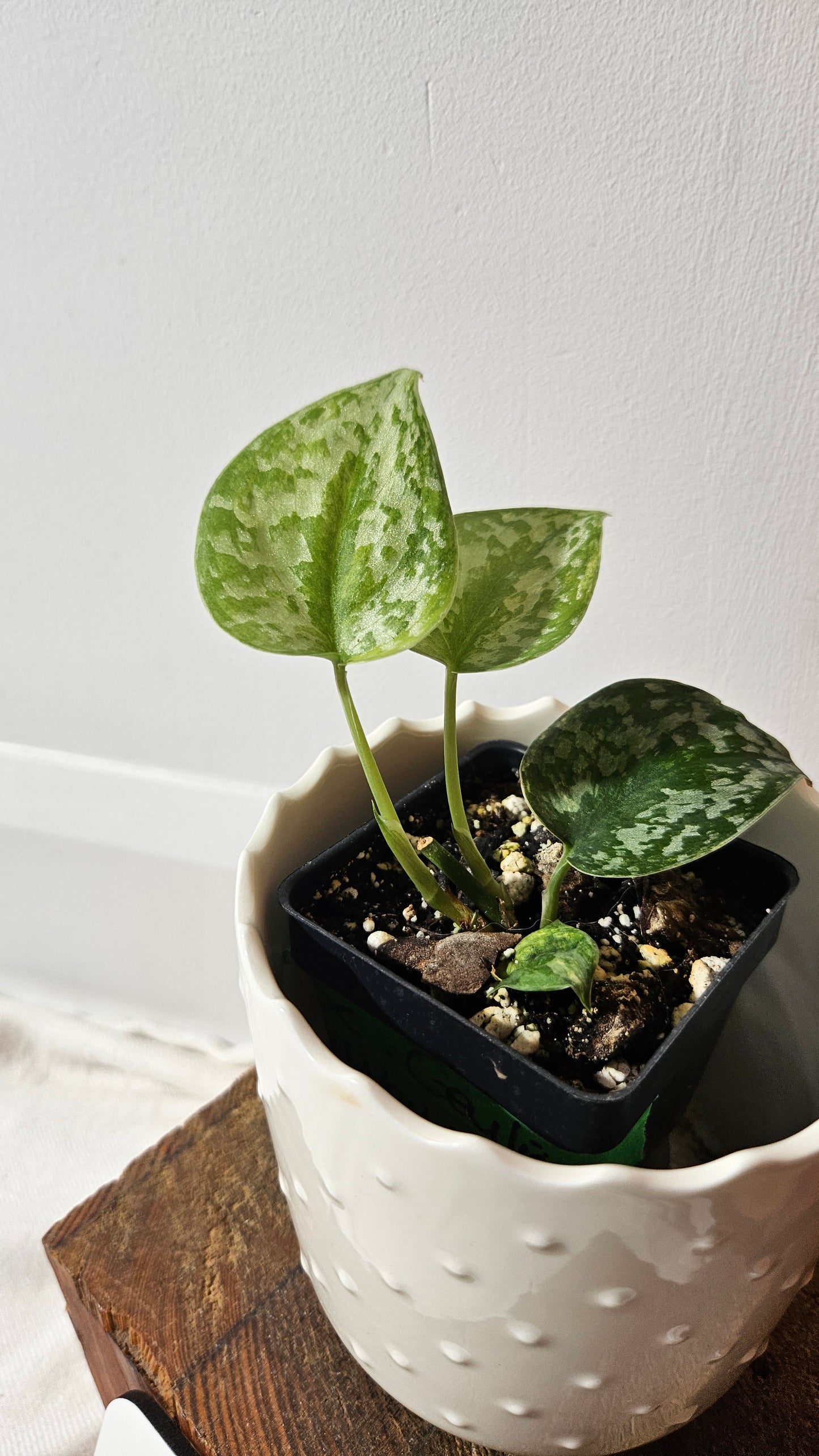 Scindapsus Geulis (SCI-1044)