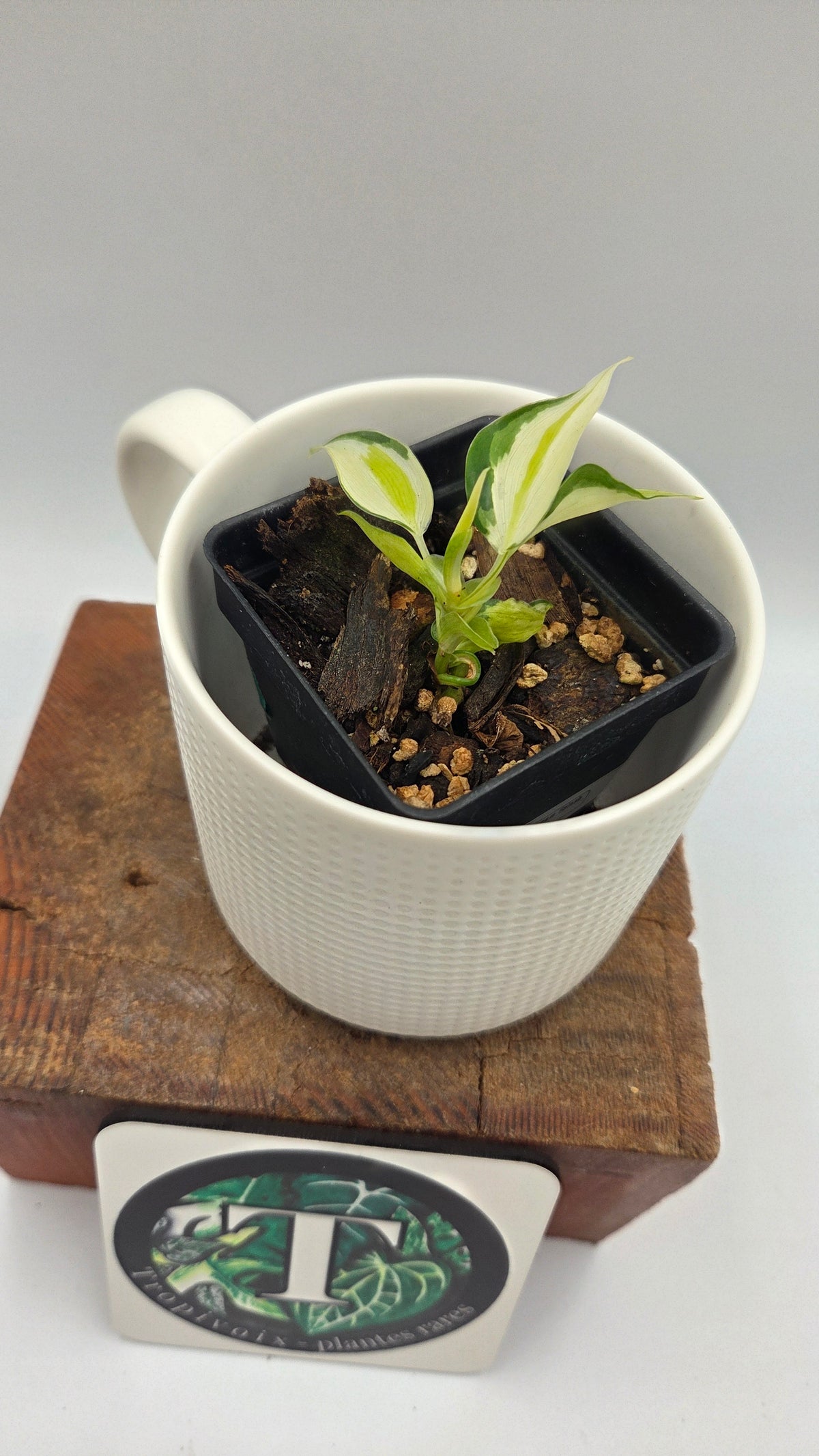 Philodendron Hederaceum Cream Splash (PHI-1102)
