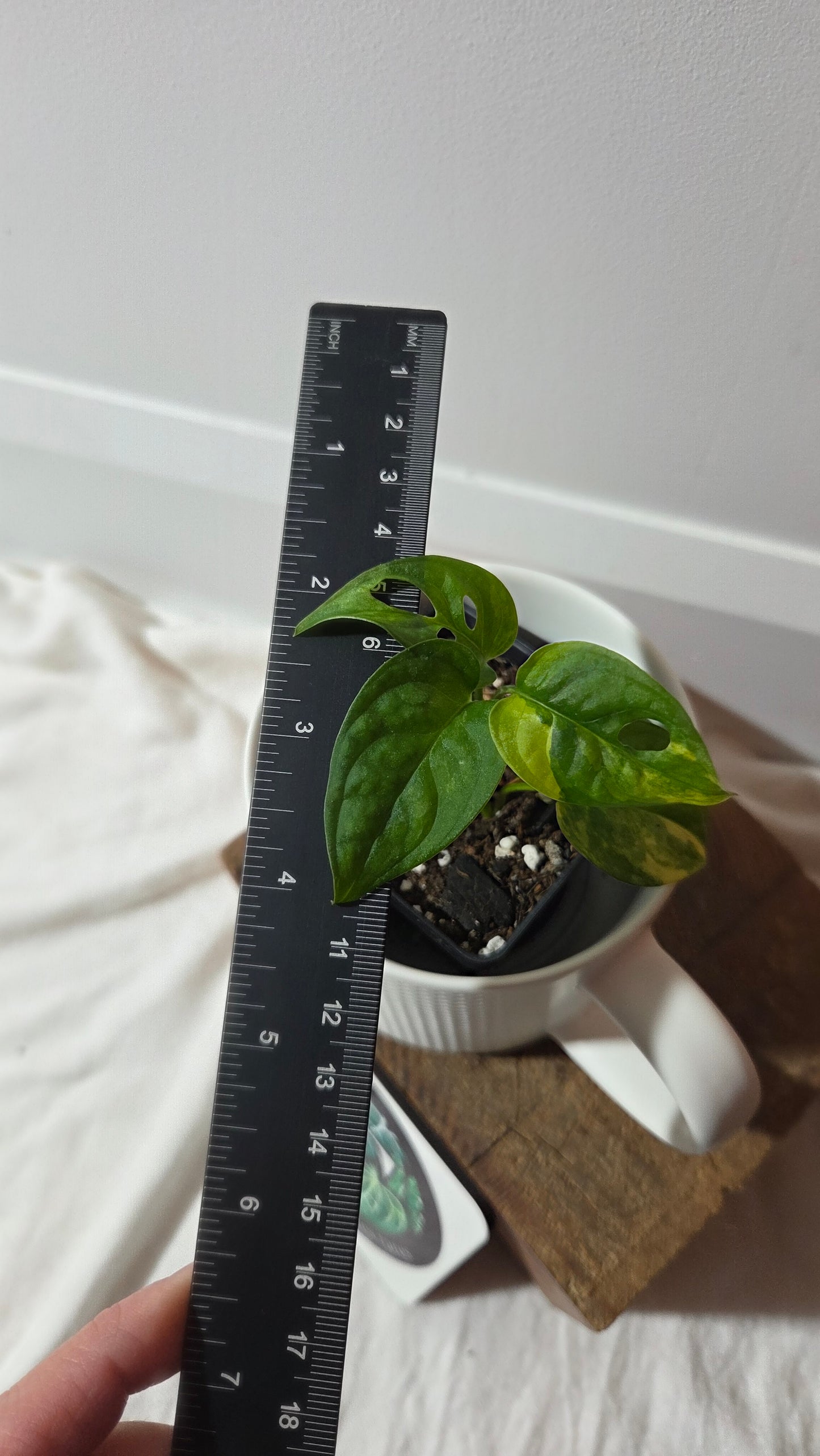 Monstera Andasonii Aurea (MON-496)