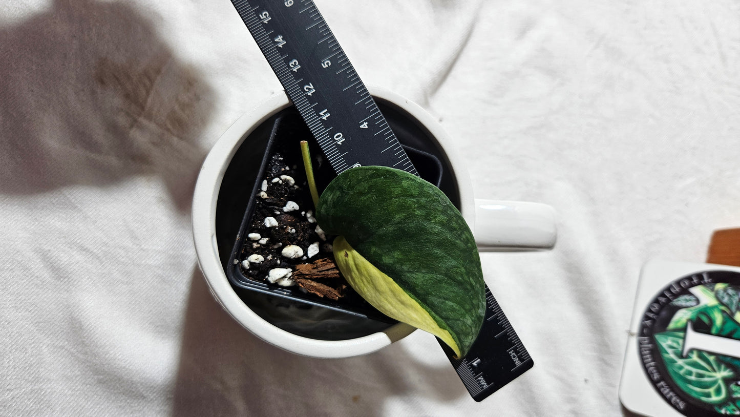Scindapsus Silver Tattoo Variegata (SCI-1092)
