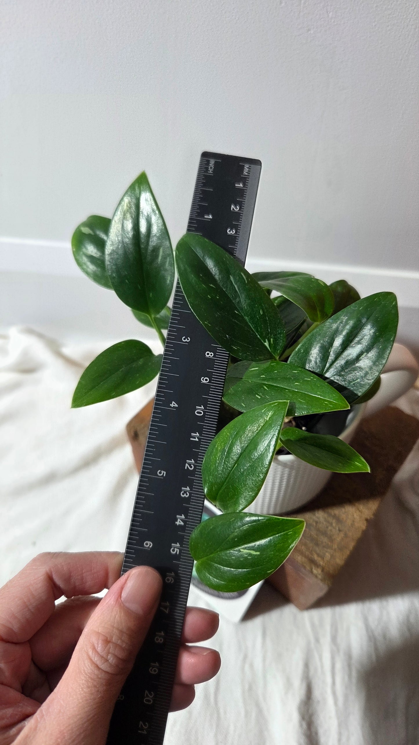 Monstera Standleyana Albo (MON-212)