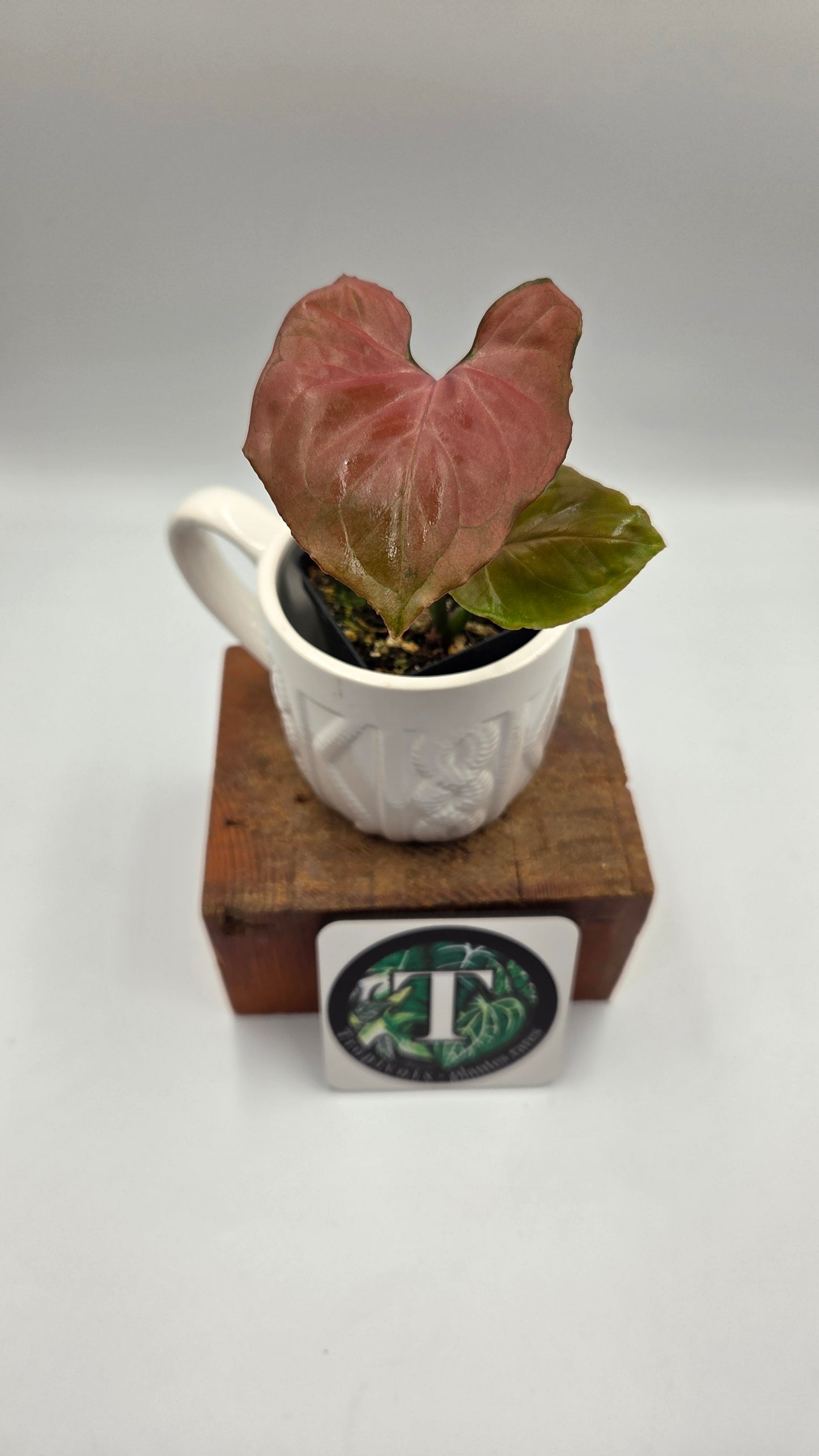 Syngonium Orm Nak Red (SYN-522)