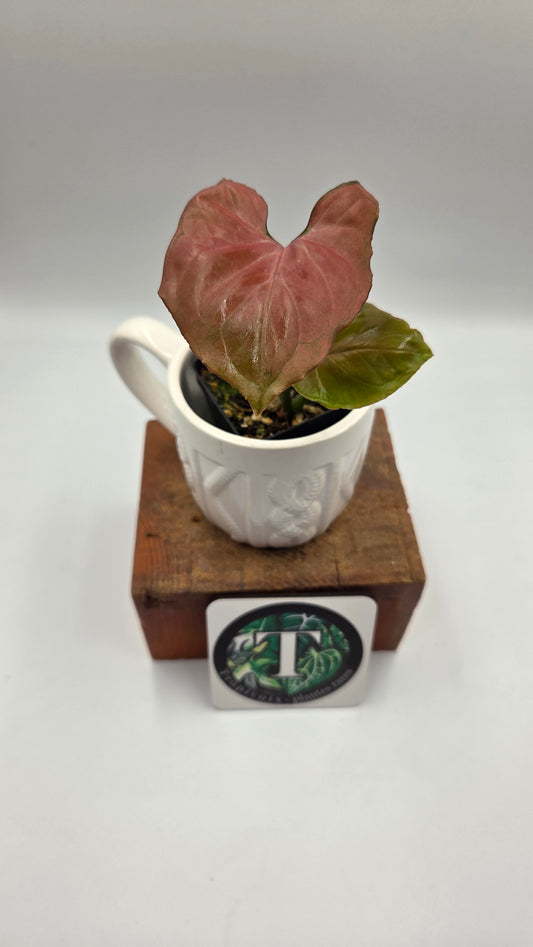 Syngonium Orm Nak Red (SYN-522)