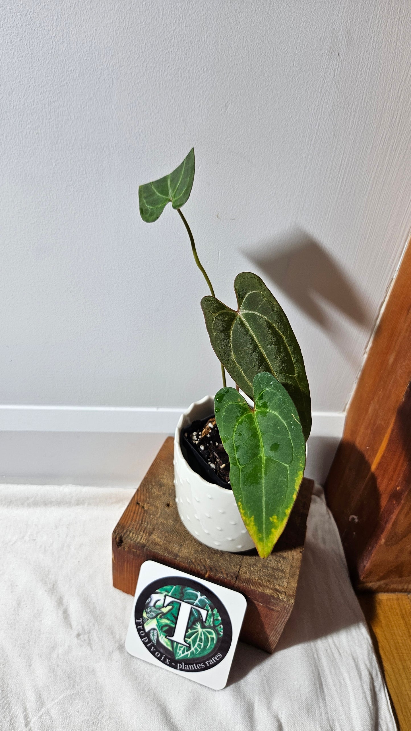 Anthurium Papillilaminum Red Stem X Papillilaminum Legend "format PETIT" (ANT-254)