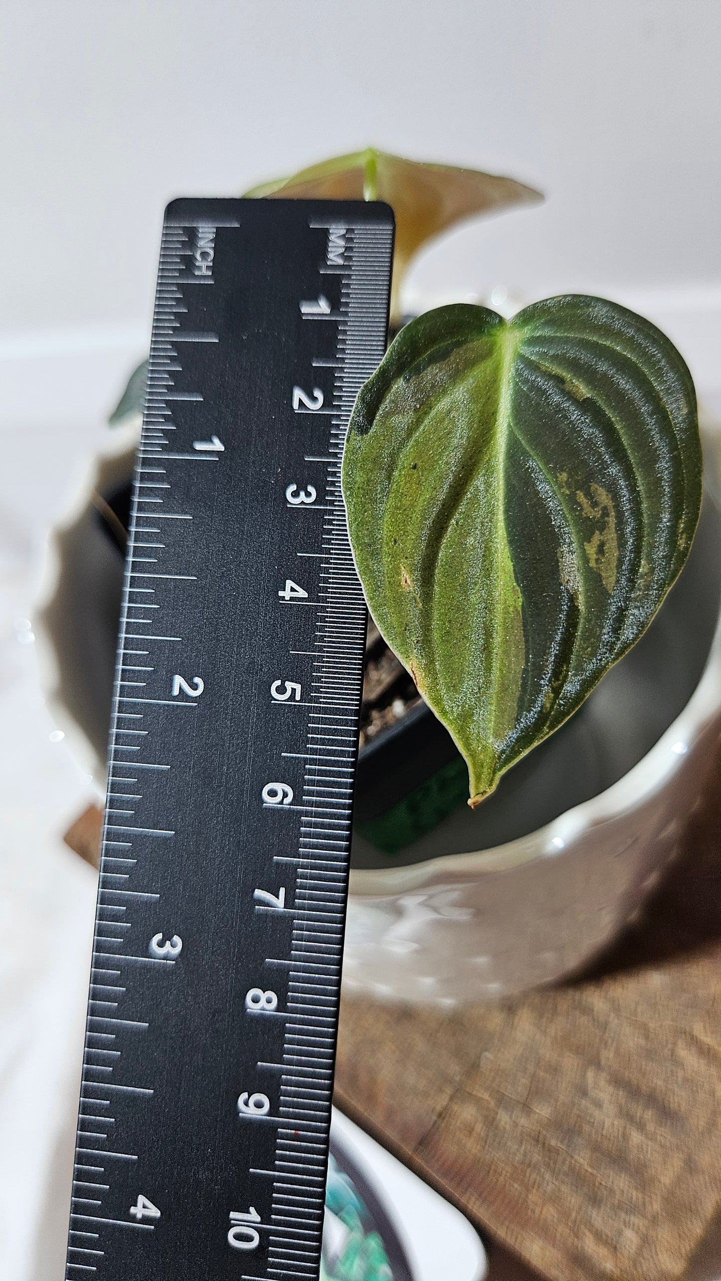 Philodendron Melanochrysum Variegata (PHI-551)