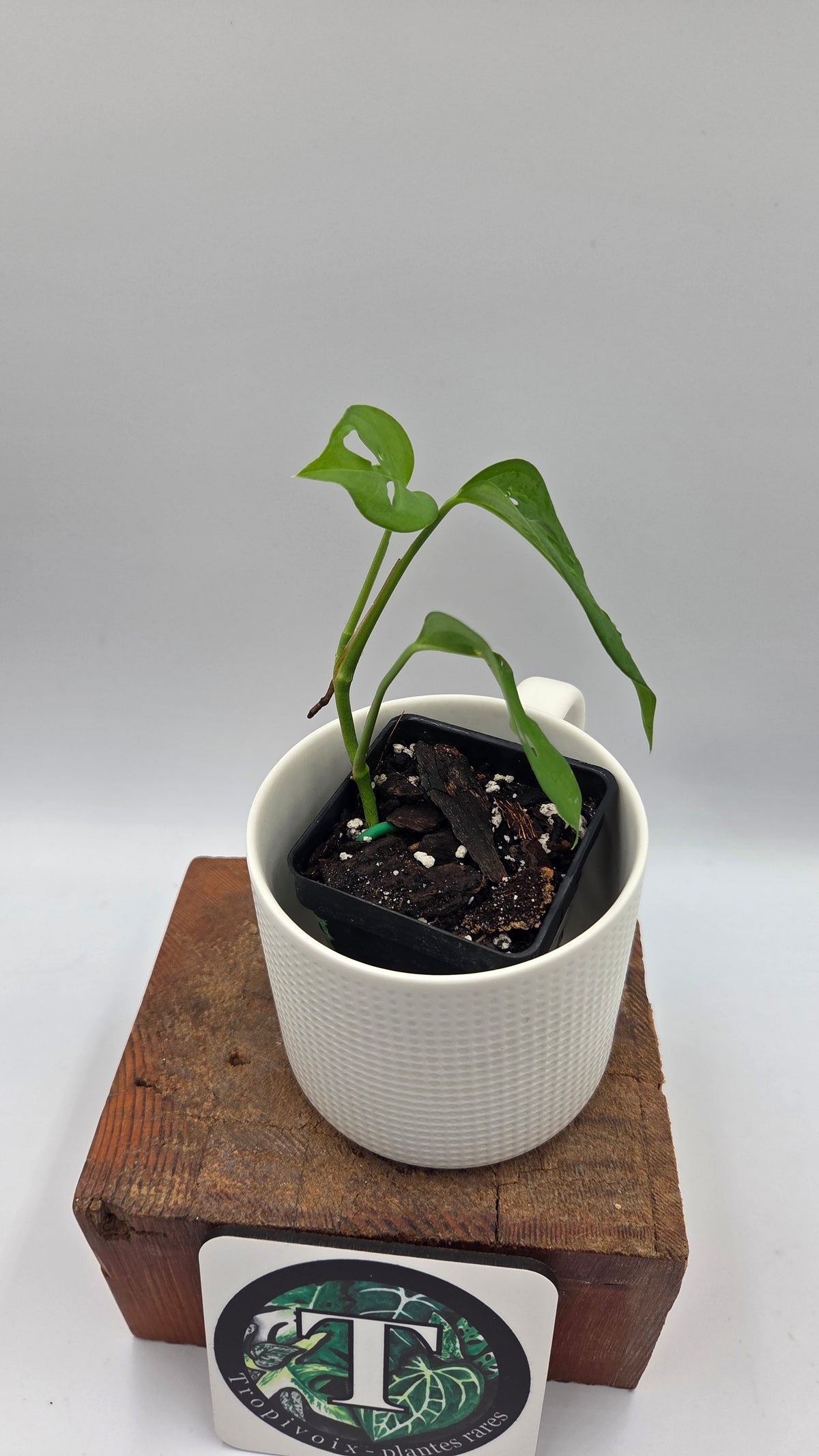 Monstera Obliqua Aff Indanza (MON-281)