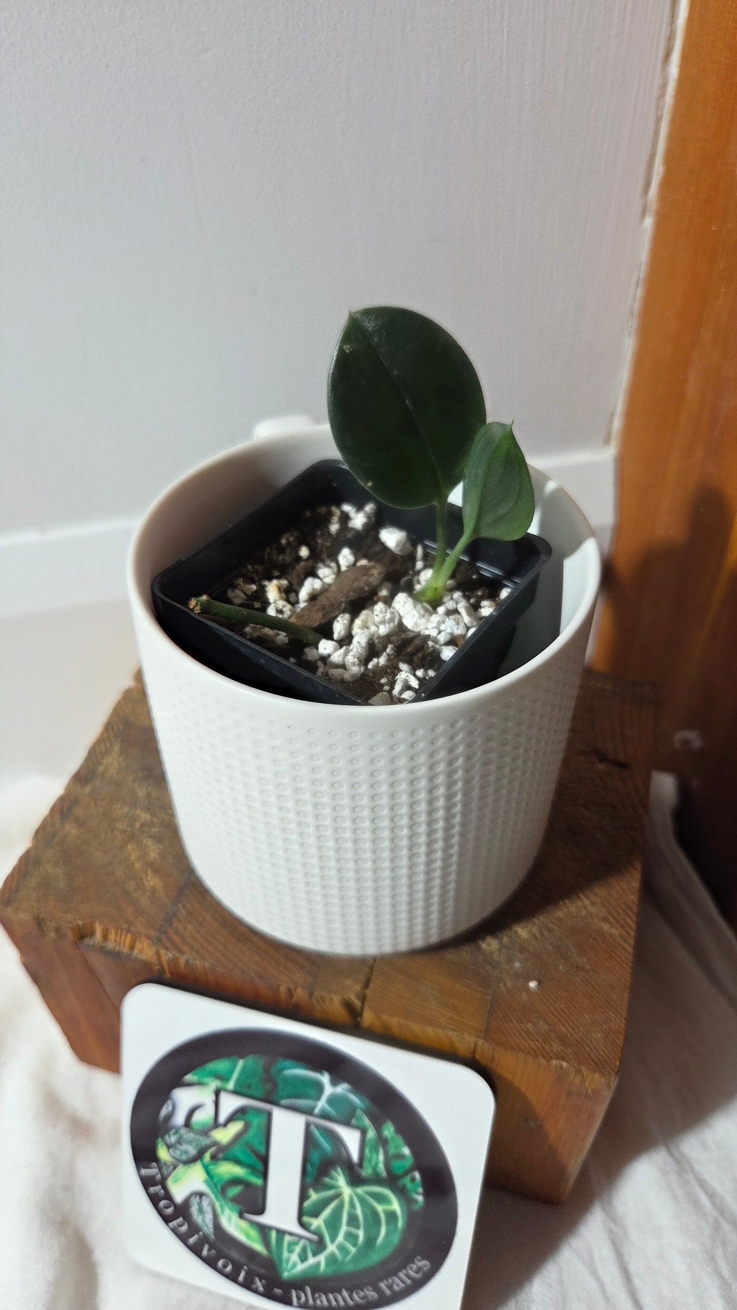 Scindapsus Treubii Dark Form (SCI-1363)