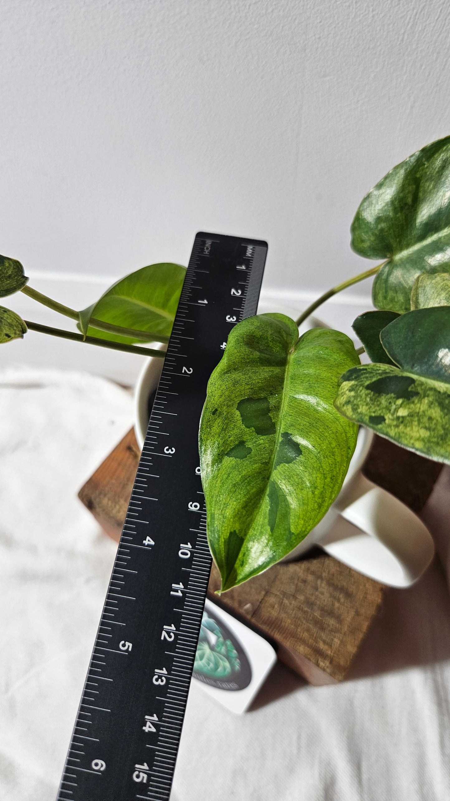 Philodendron BurleMarx Variegata  X Paraiso Verde (PHI-946)