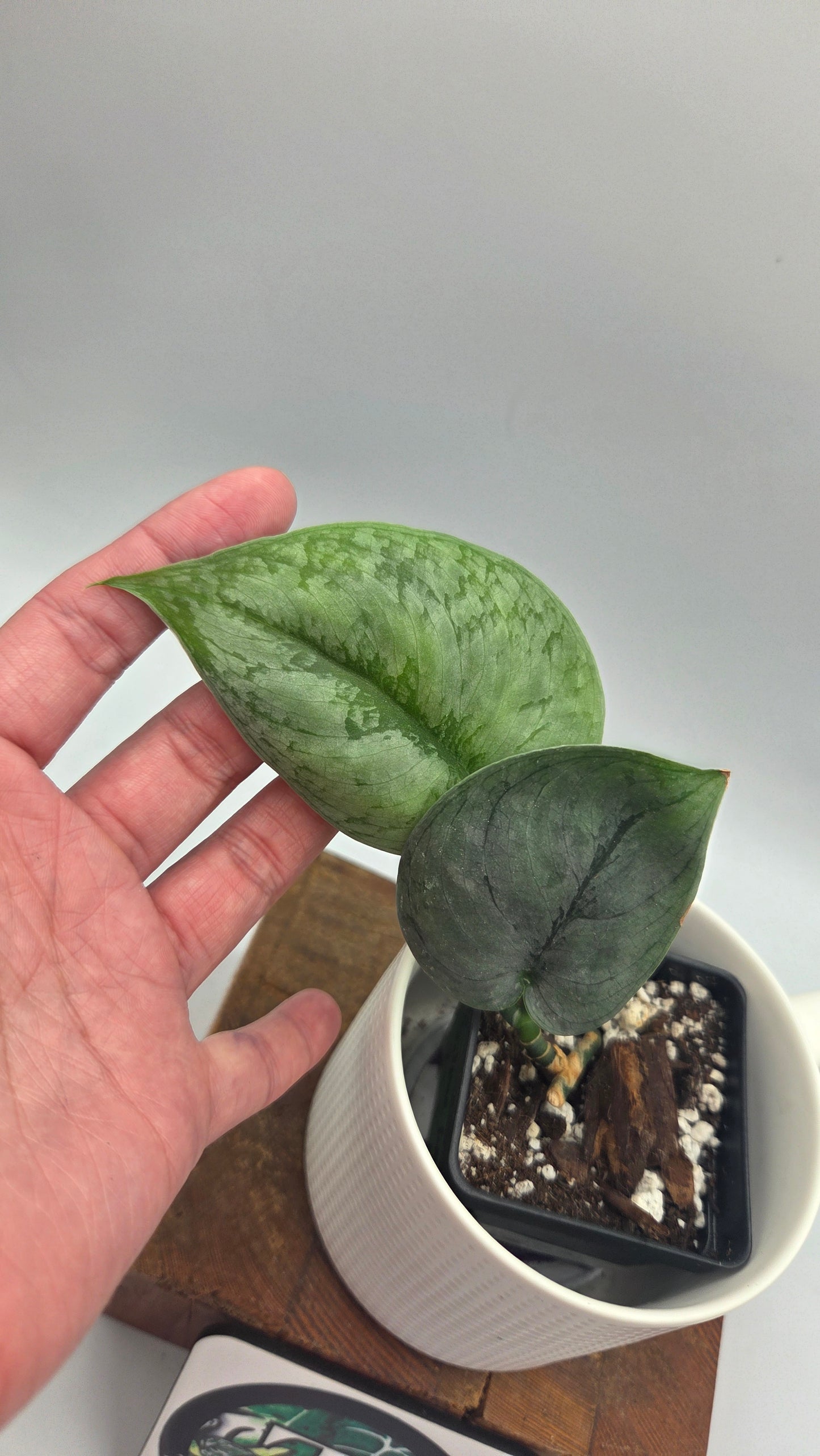 Scindapsus Silver Lava (SCI-1496)