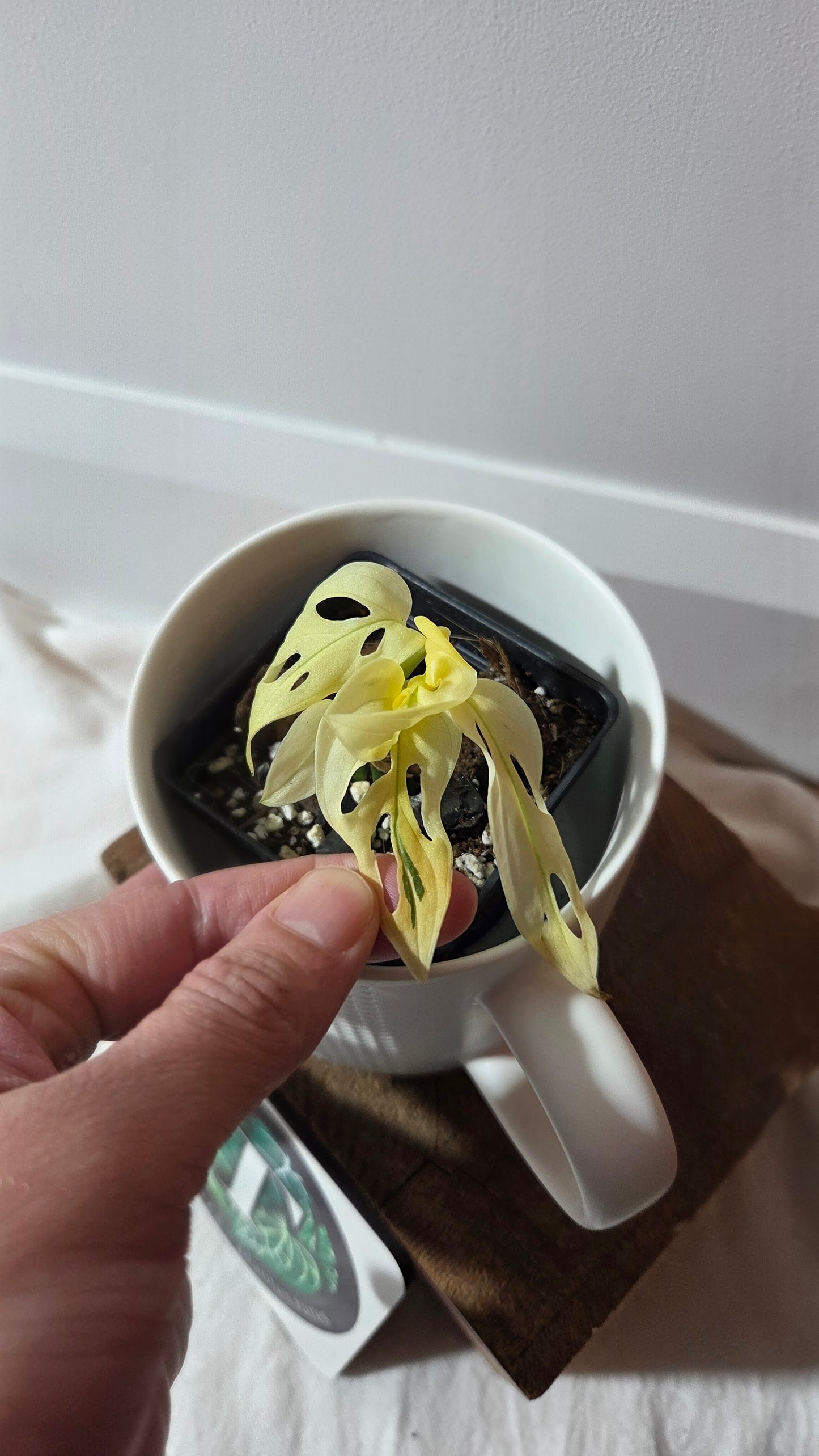 Monstera Andasonii Archipelago Ghost (MON-497)