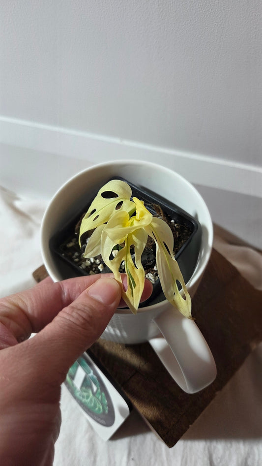 Monstera Andasonii Archipelago Ghost (MON-497)