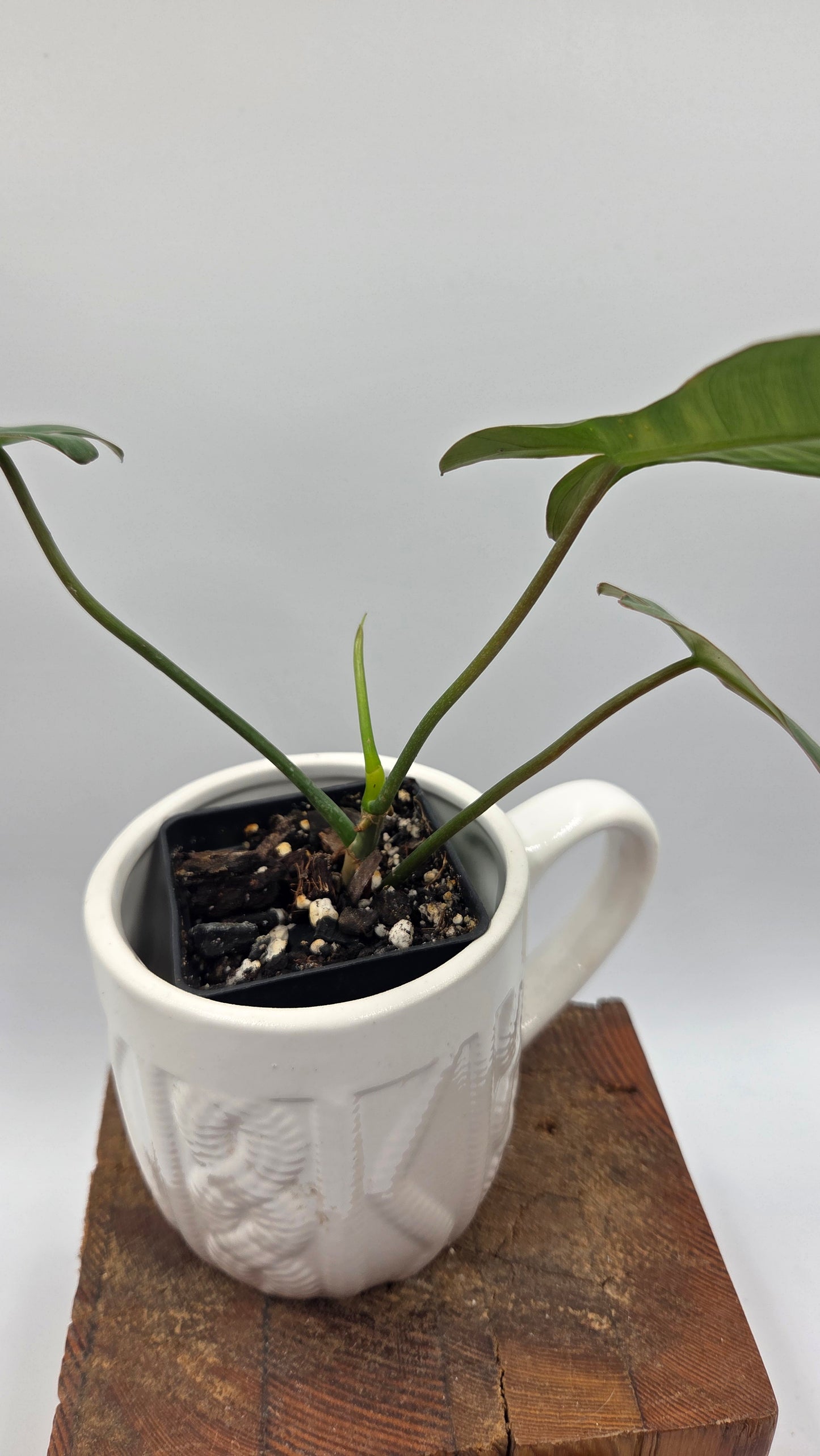 Philodendron Paradise Beauty (FloridaBeautyXParaiso Verde)(PHI-1024)