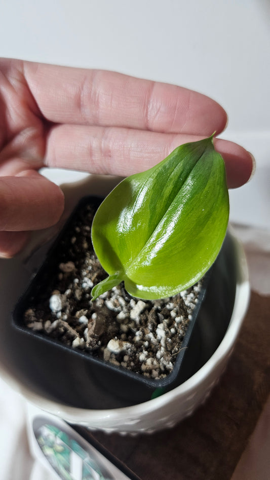 Scindapsus Treubii Moonlight "Green on green" (SCI-804)