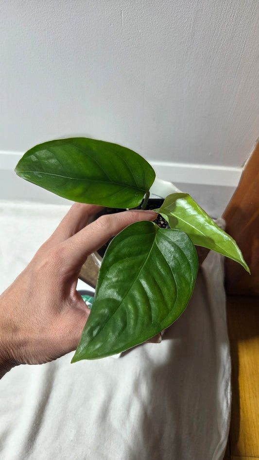 Monstera Obliqua Aff Amazonica (MON-500)