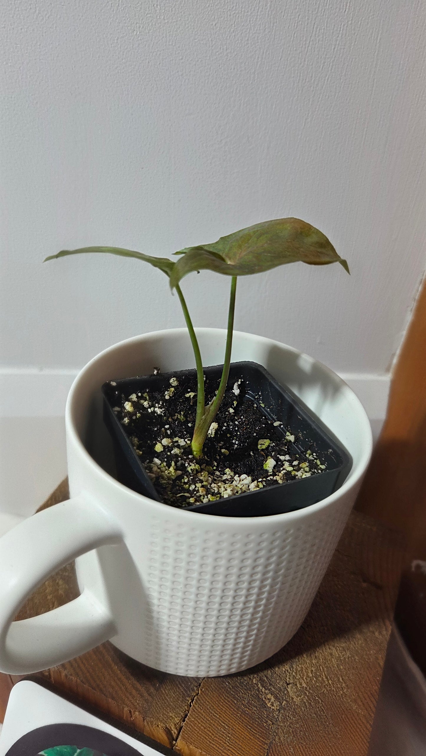 Syngonium Matcha Sprinkle (SYN-484)