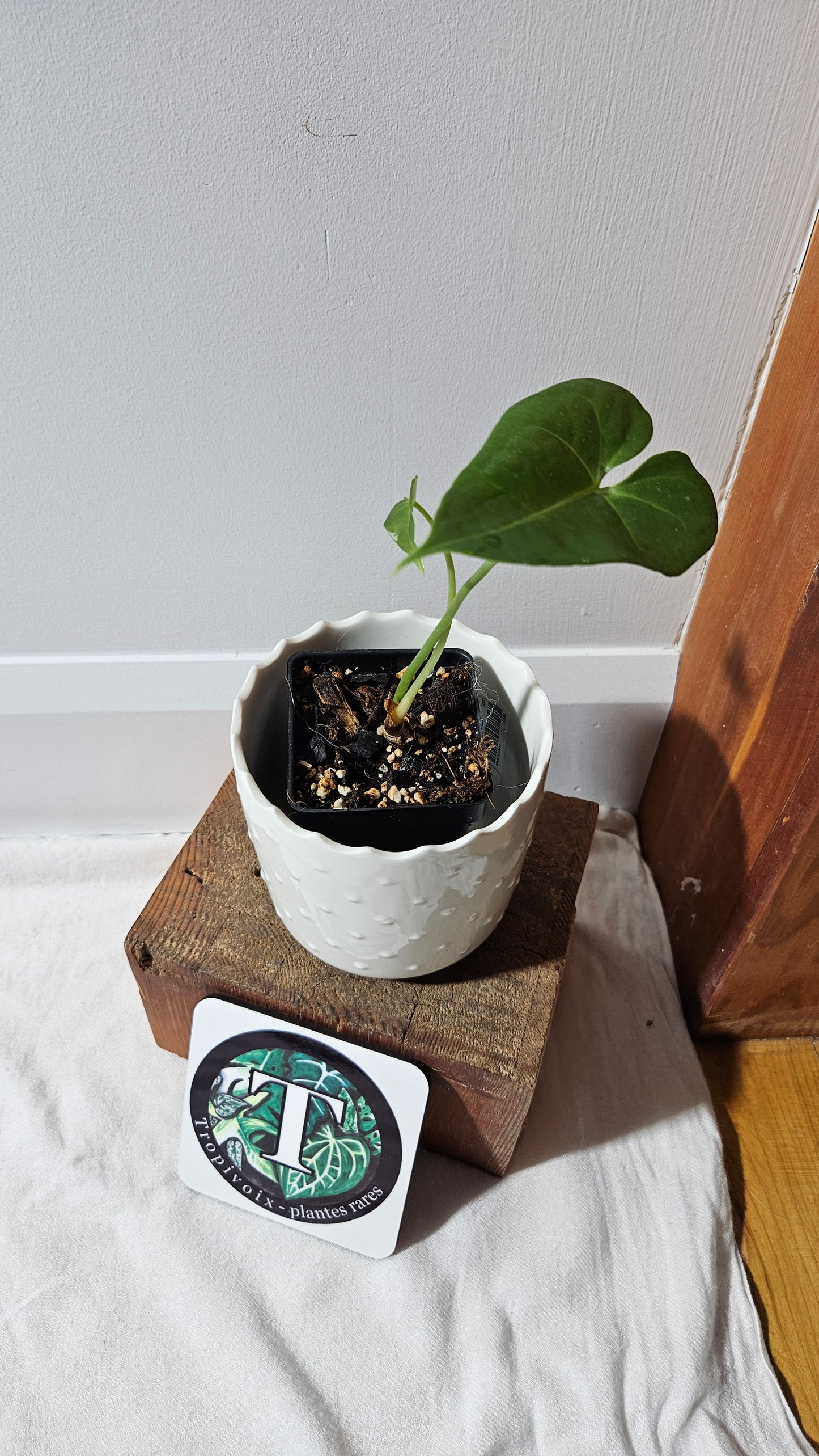 Anthurium Clarinervium X Jarii "format PETIT" (ANT-550)