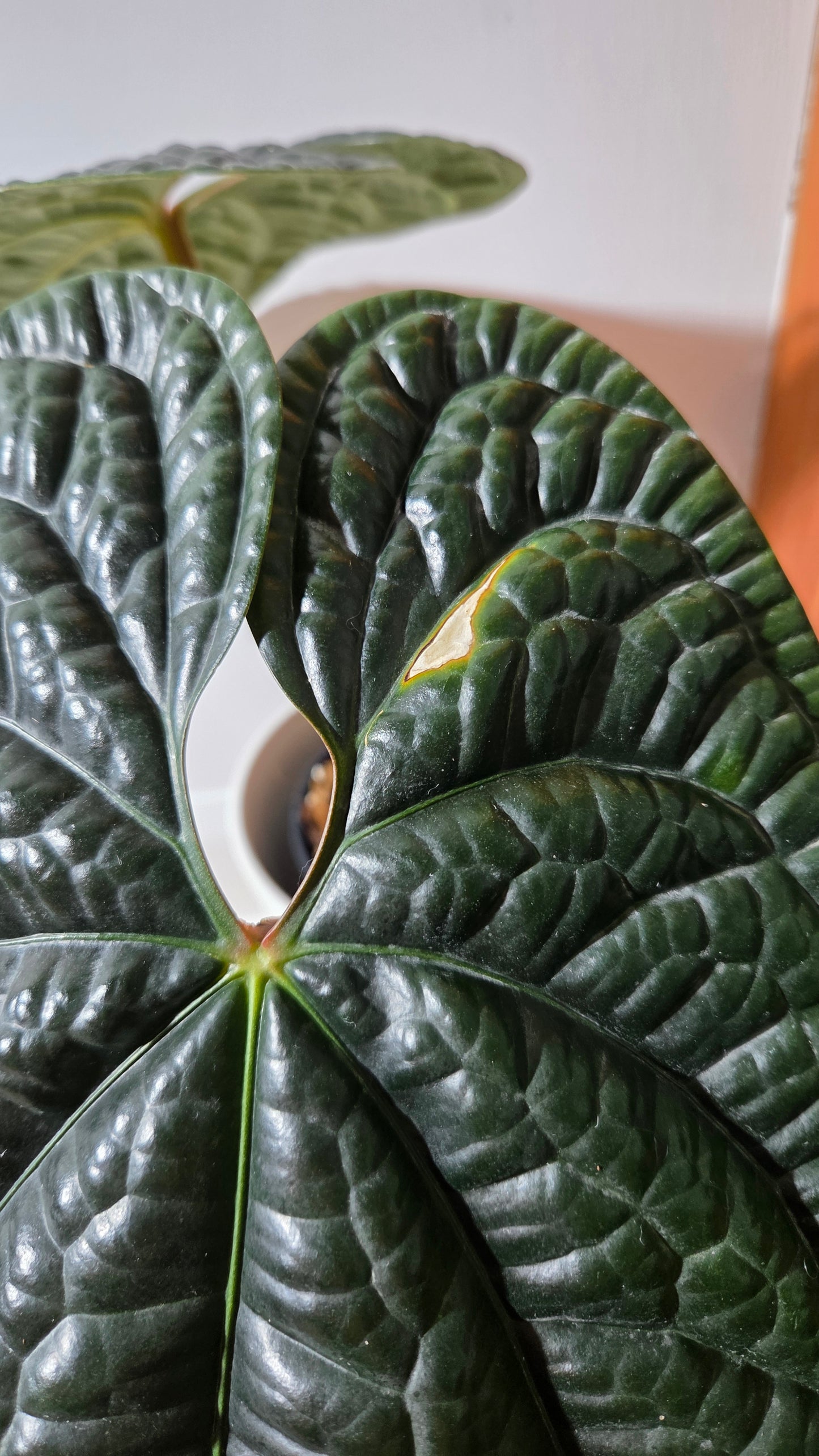 Anthurium Luxurians Dark  "format XLARGE" (ANT-644)