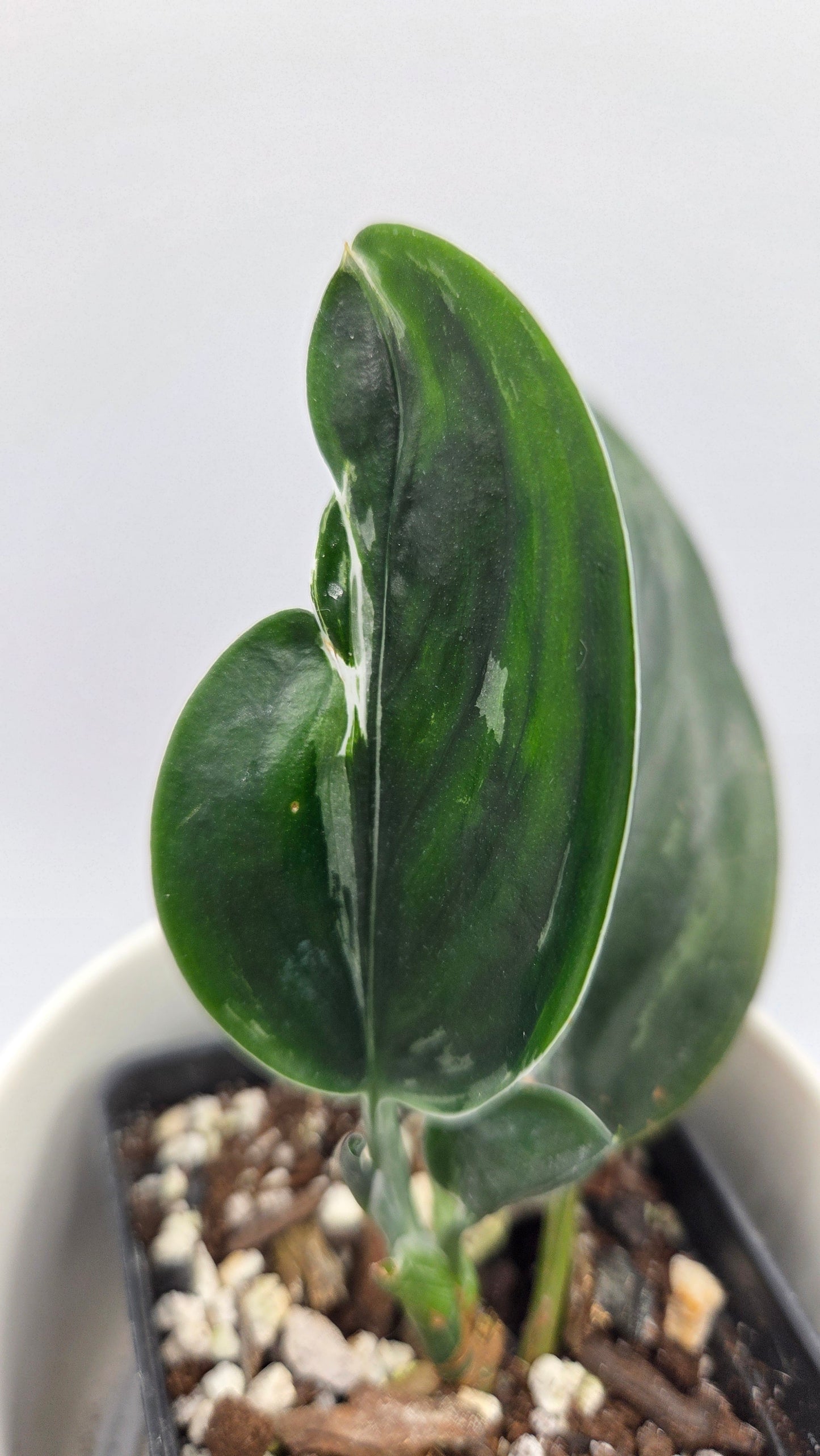 Scindapsus Treubii Dark Form silver (SCI-1198)