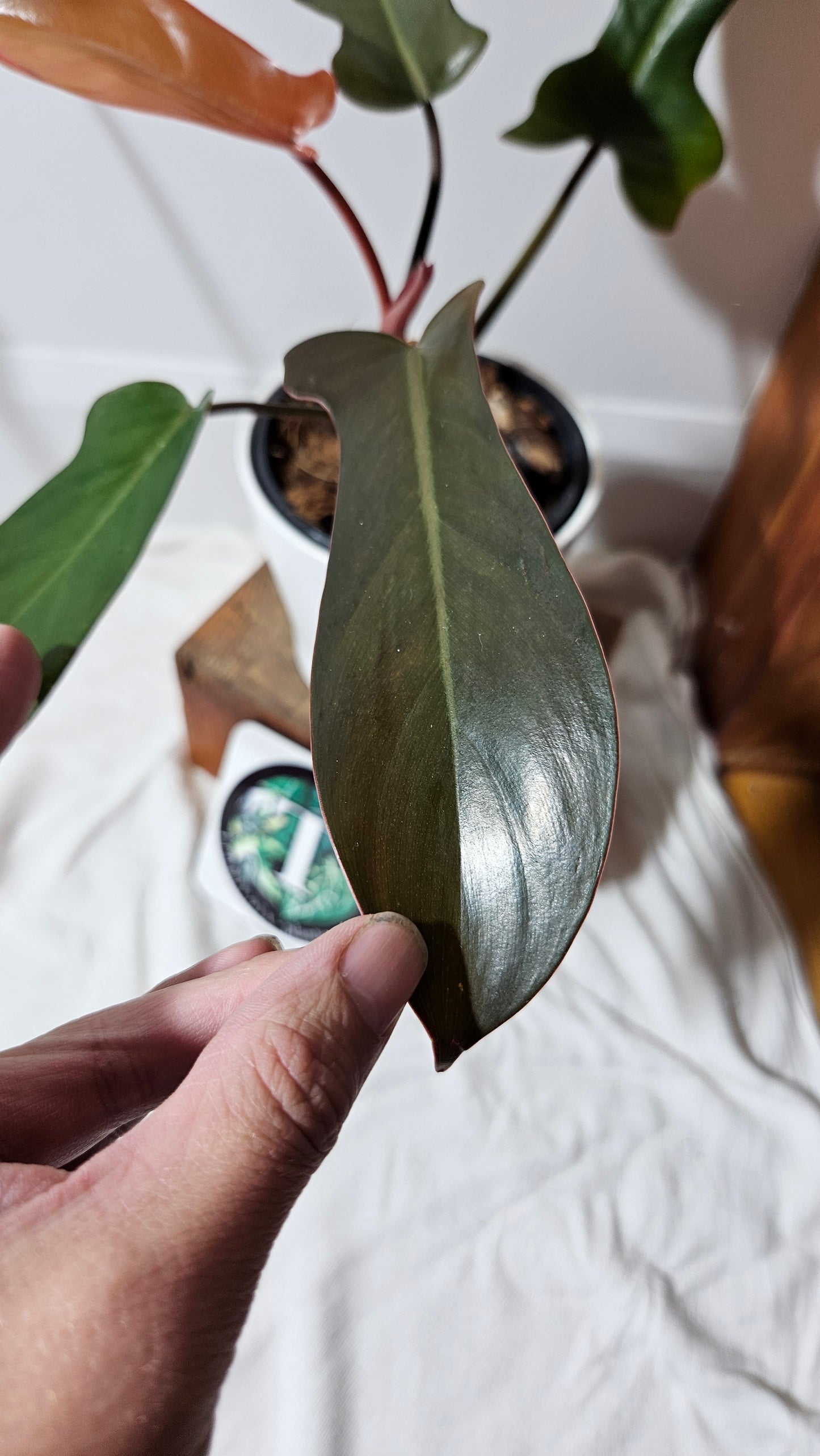 Philodendron Florida Bronze (PHI-386)