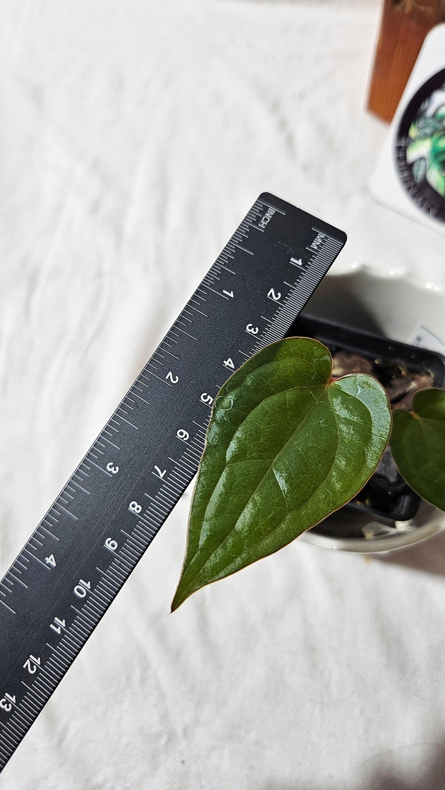 Anthurium Magnificum X Luxurians "format PETIT" (ANT-562)