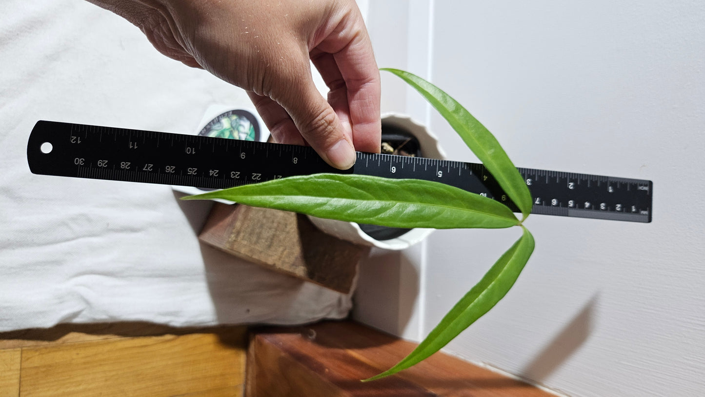 Anthurium Polydactylum "format MOYEN" (ANT-558)
