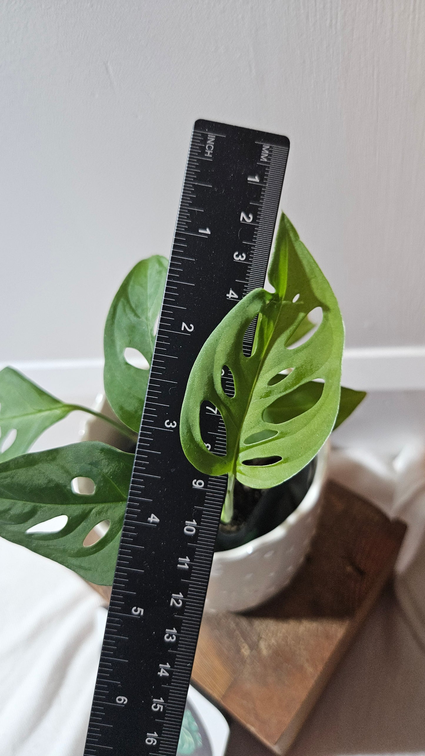 Monstera Obliqua Aff Indanza (MON-280)