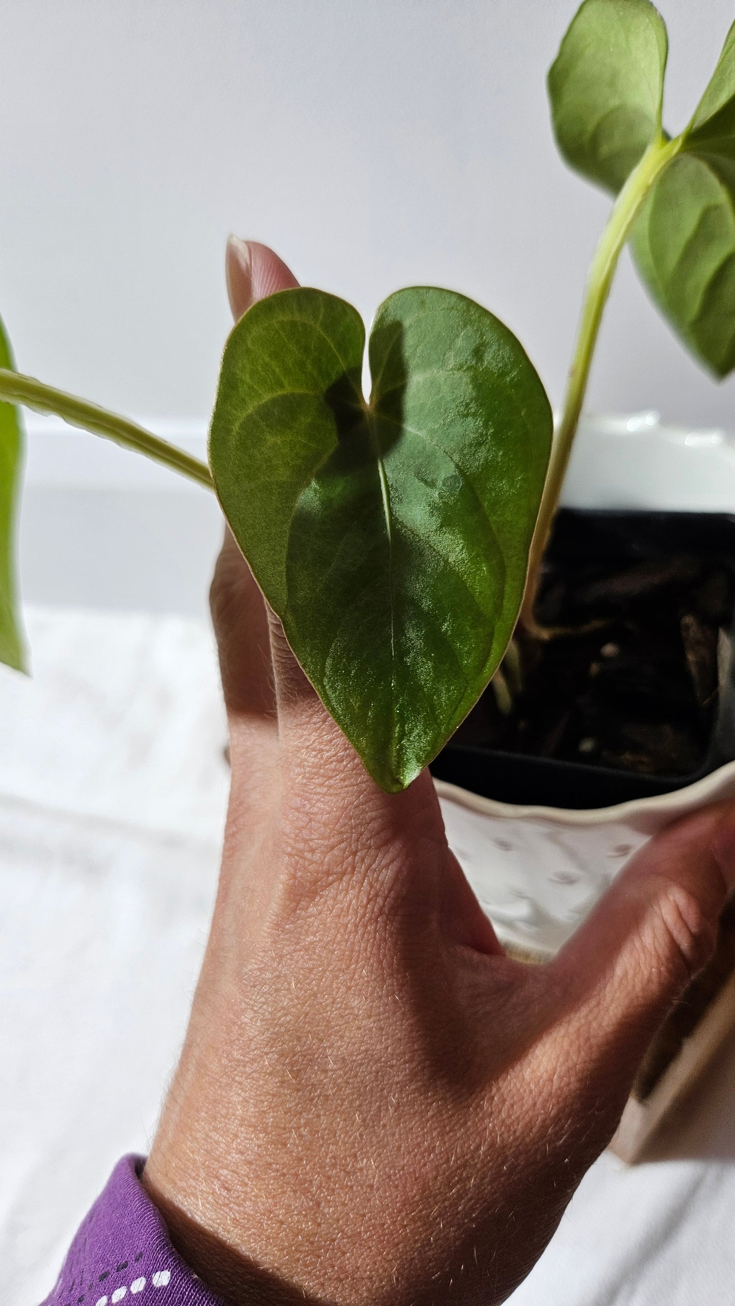 Anthurium  Tiwintza Aff Velvet "format MOYEN" (ANT-243)