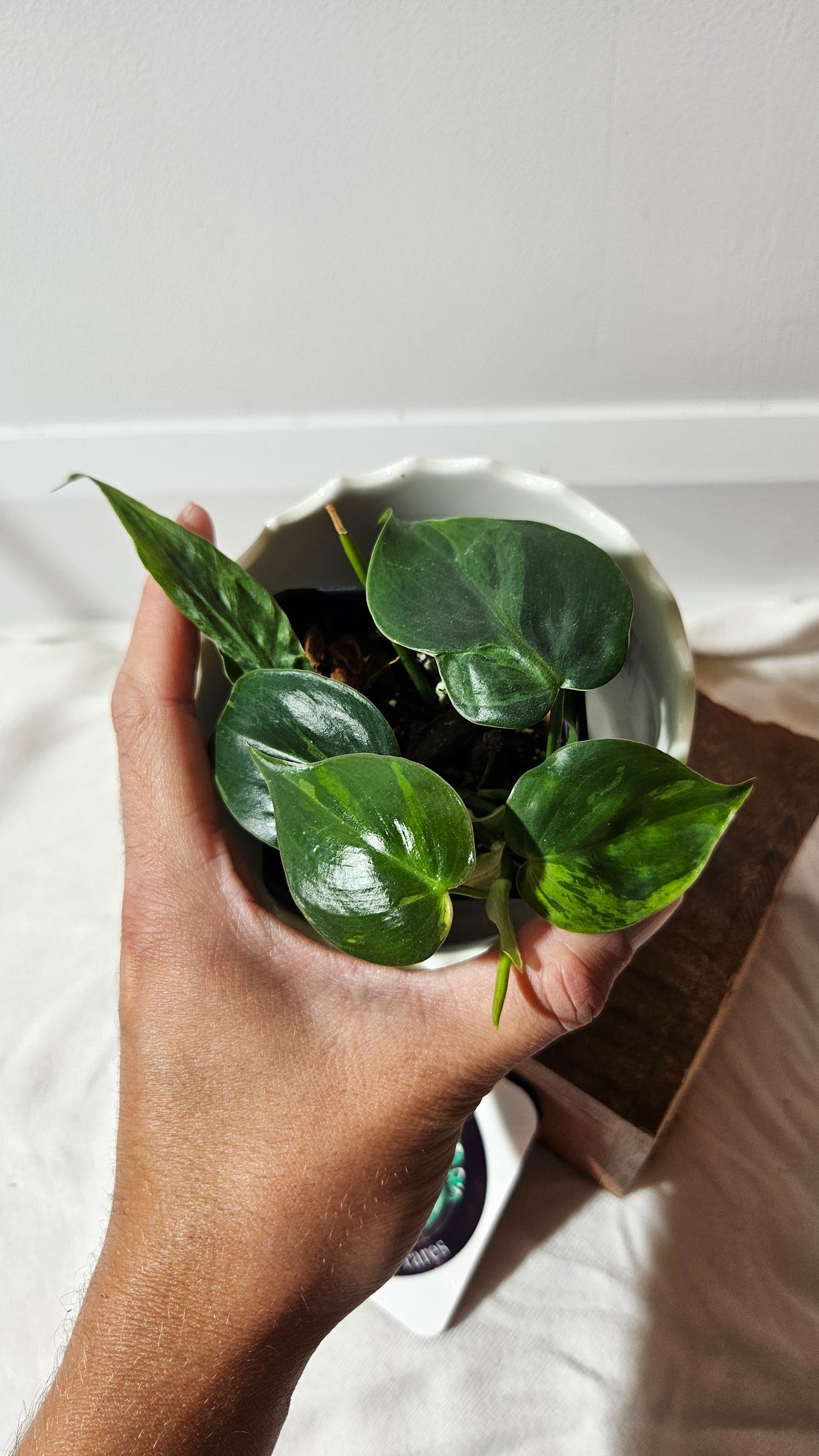 Philodendron Hederaceum Variegata (PHI-561)