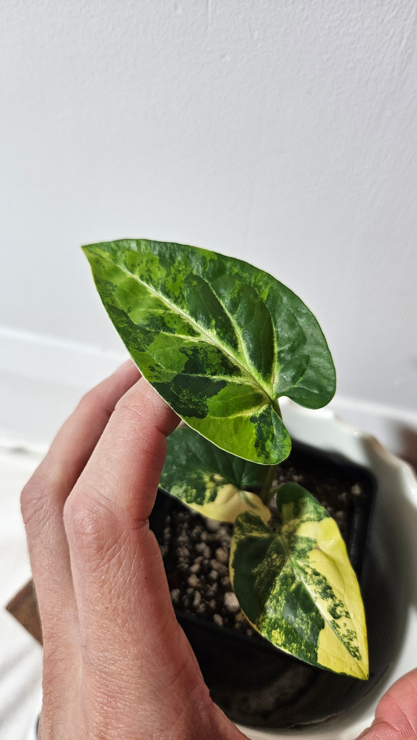 Syngonium Aurea (SYN-444)