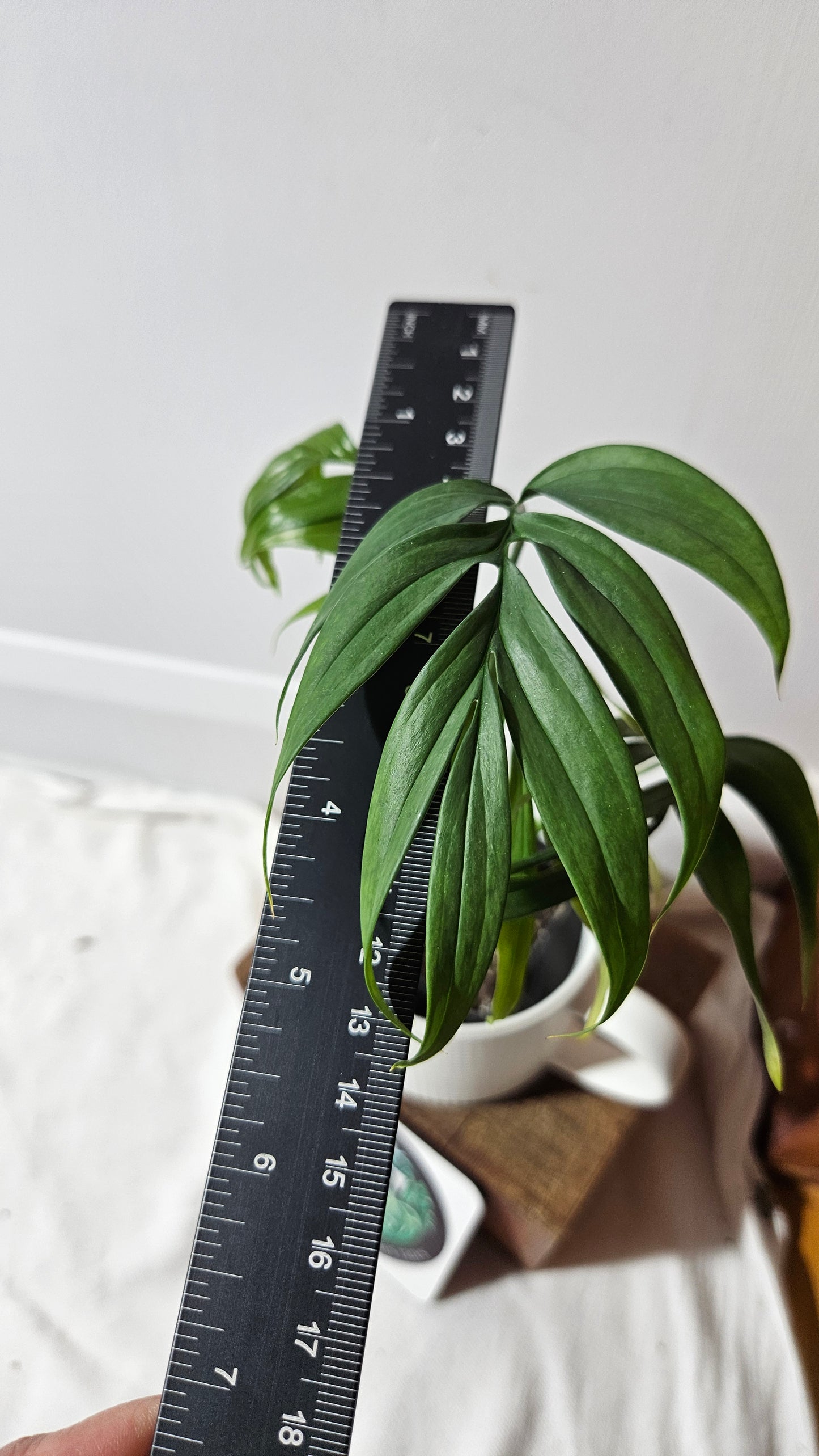 Monstera Subpinnata (MON-203)