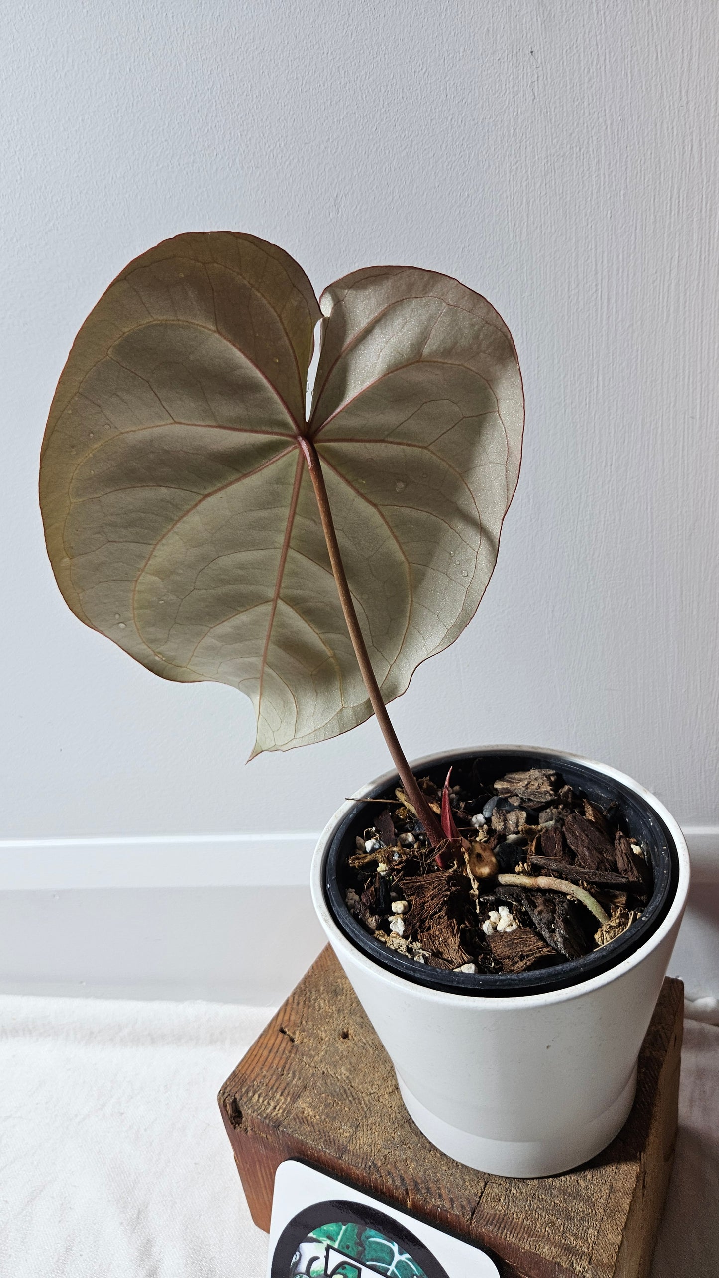 Anthurium Dressleri × Hoffmanii "format LARGE" (ANT-542)